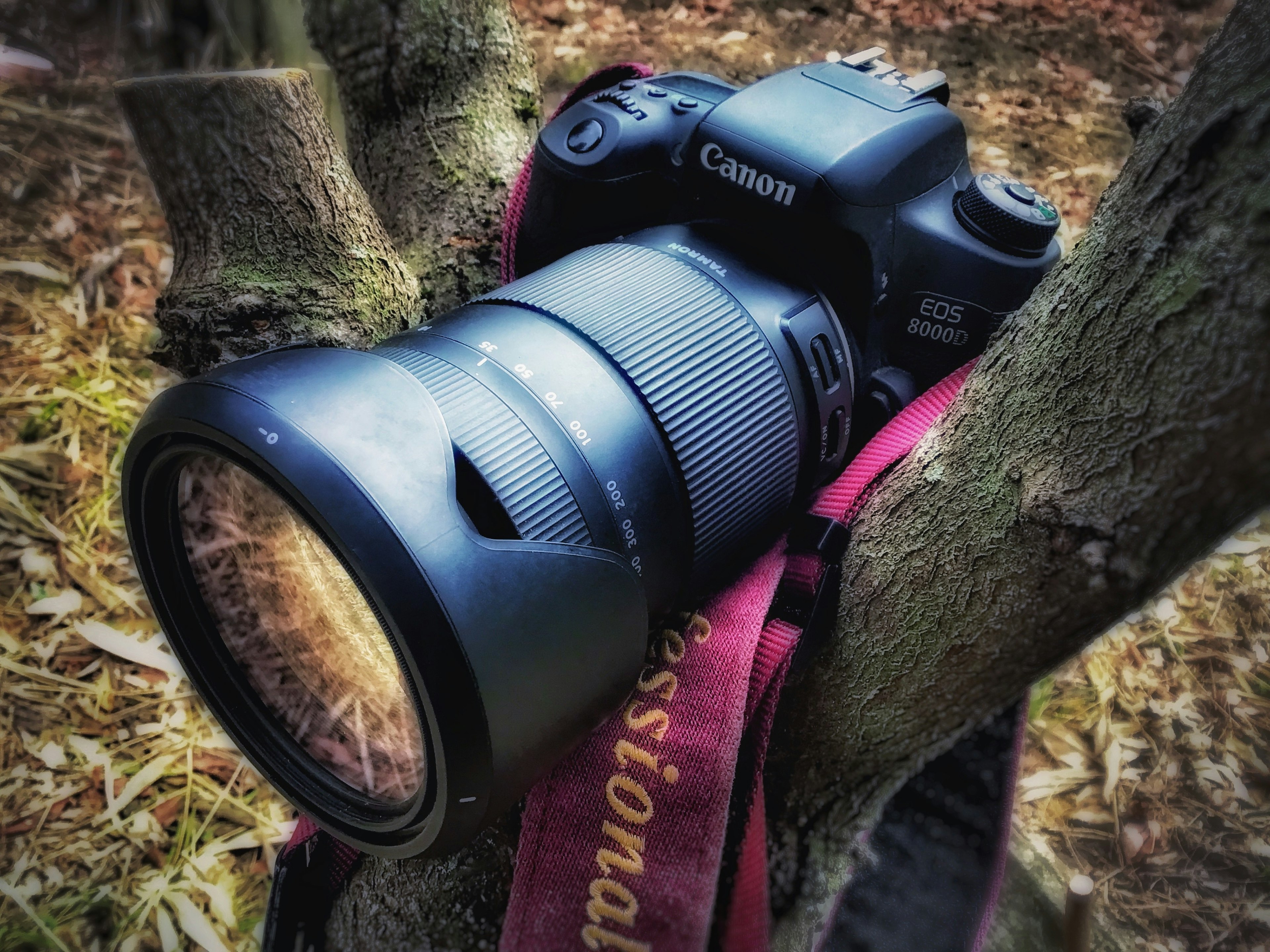 Acercamiento de una cámara Canon con un lente descansando entre ramas de árbol