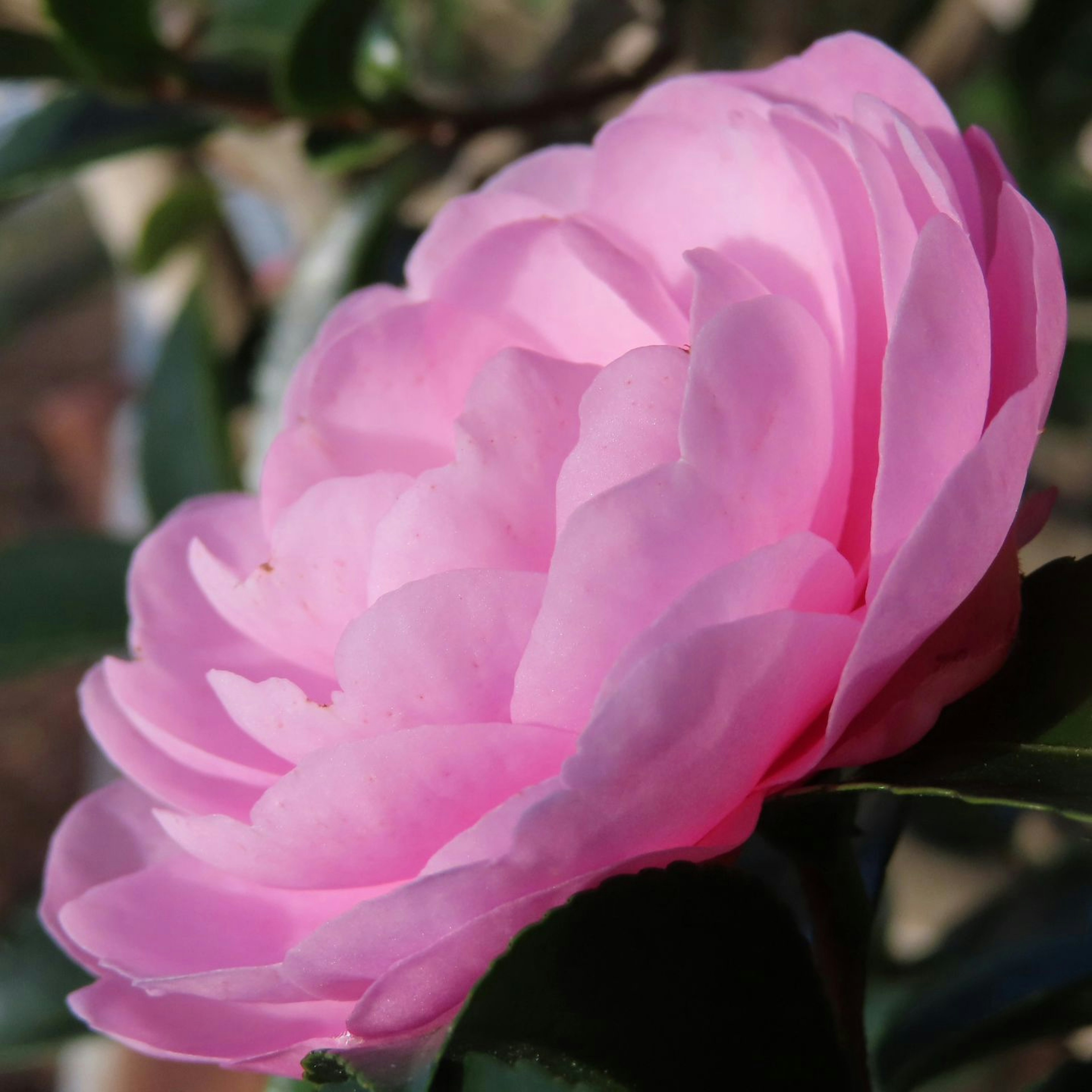 A soft pink camellia flower surrounded by green leaves