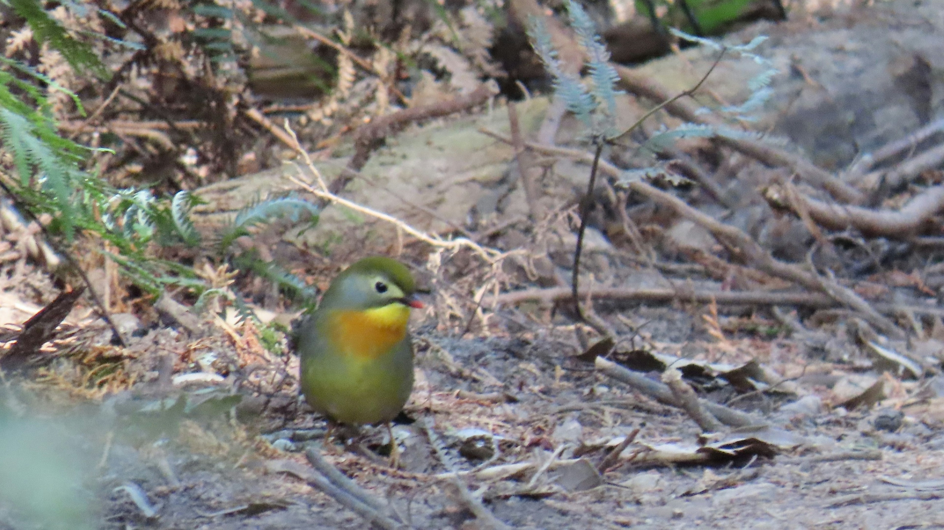 A green bird sitting on the ground in a forest setting