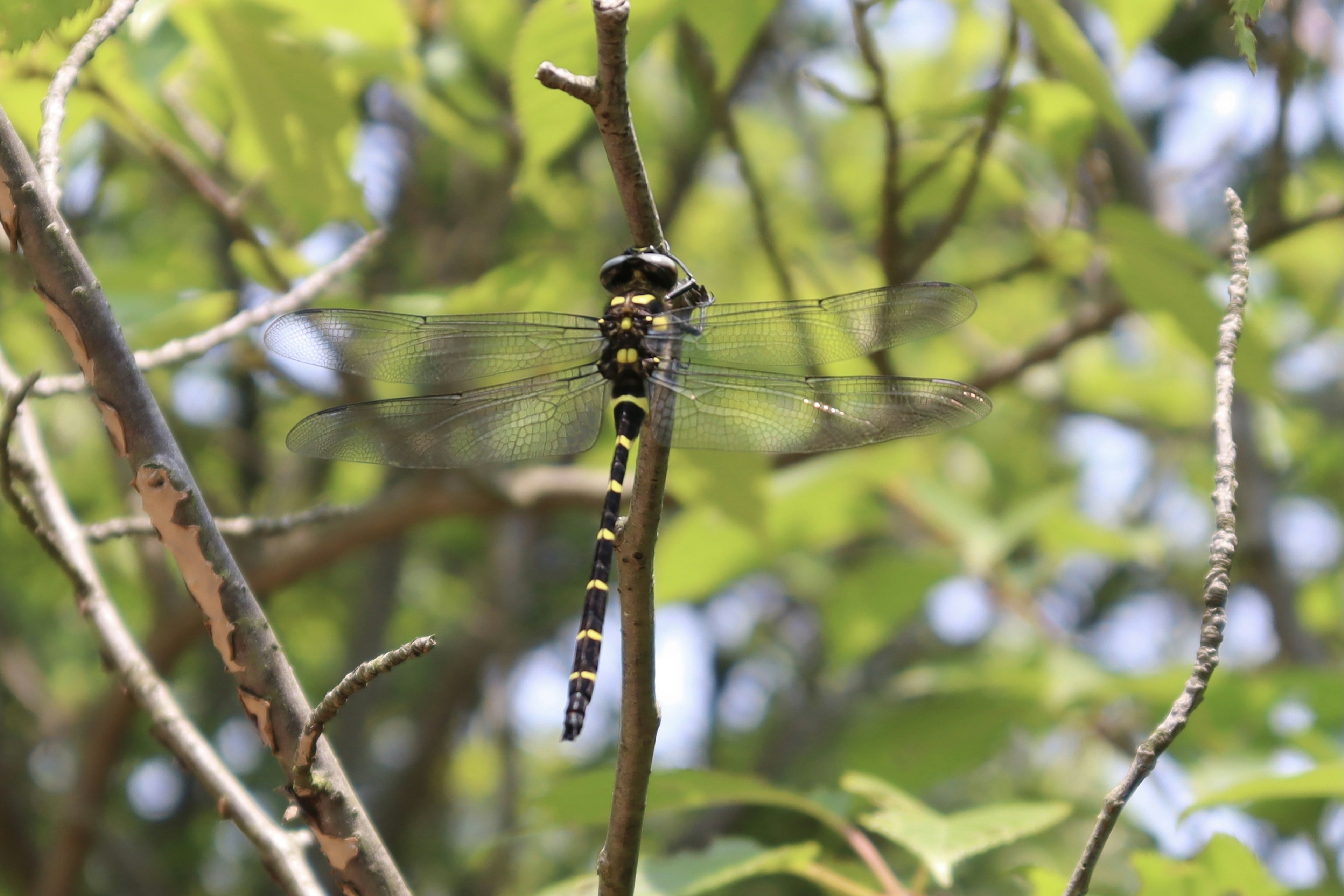 Black and yellow dragonfly perched among green leaves