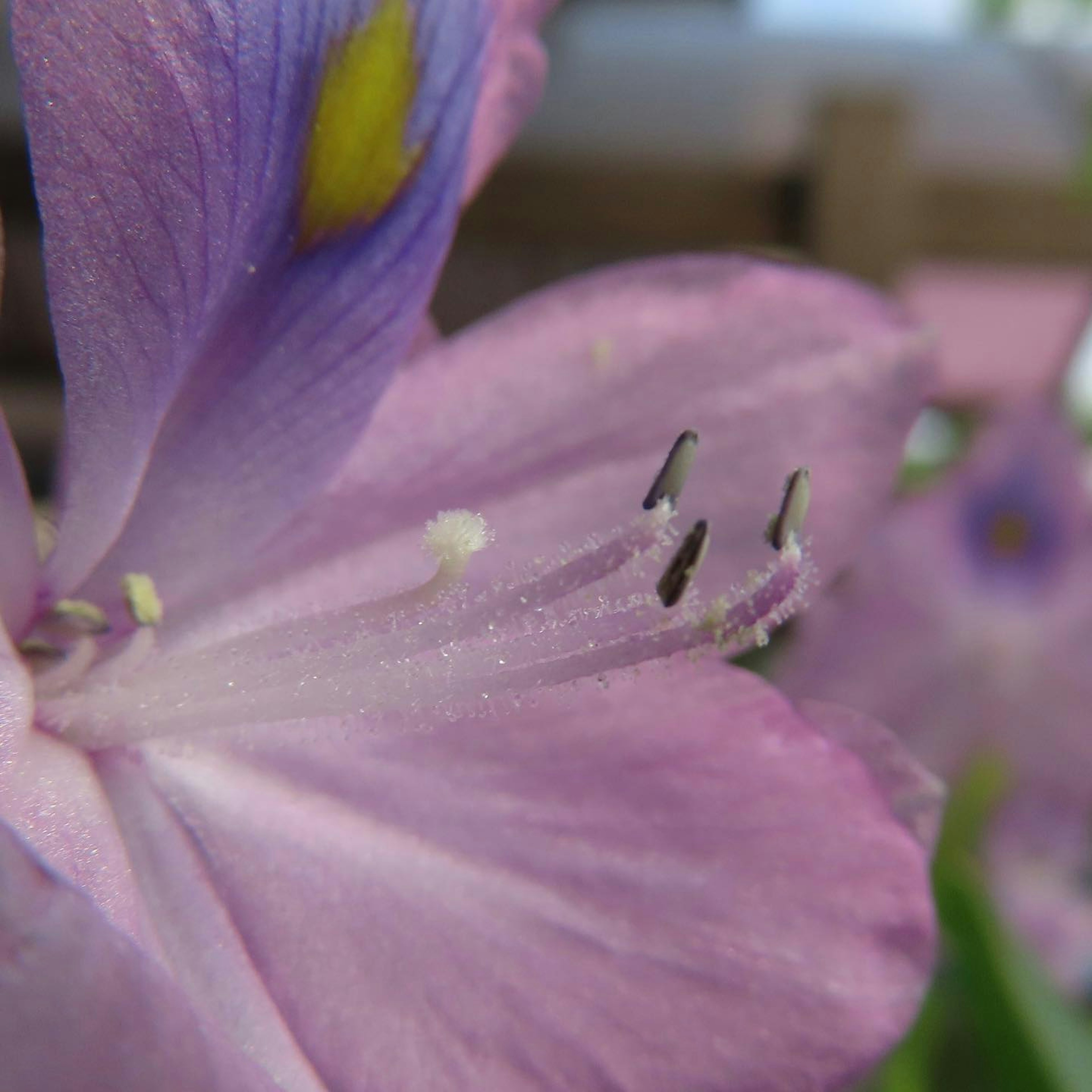 紫色の花のクローズアップで、花びらと雄しべが見える