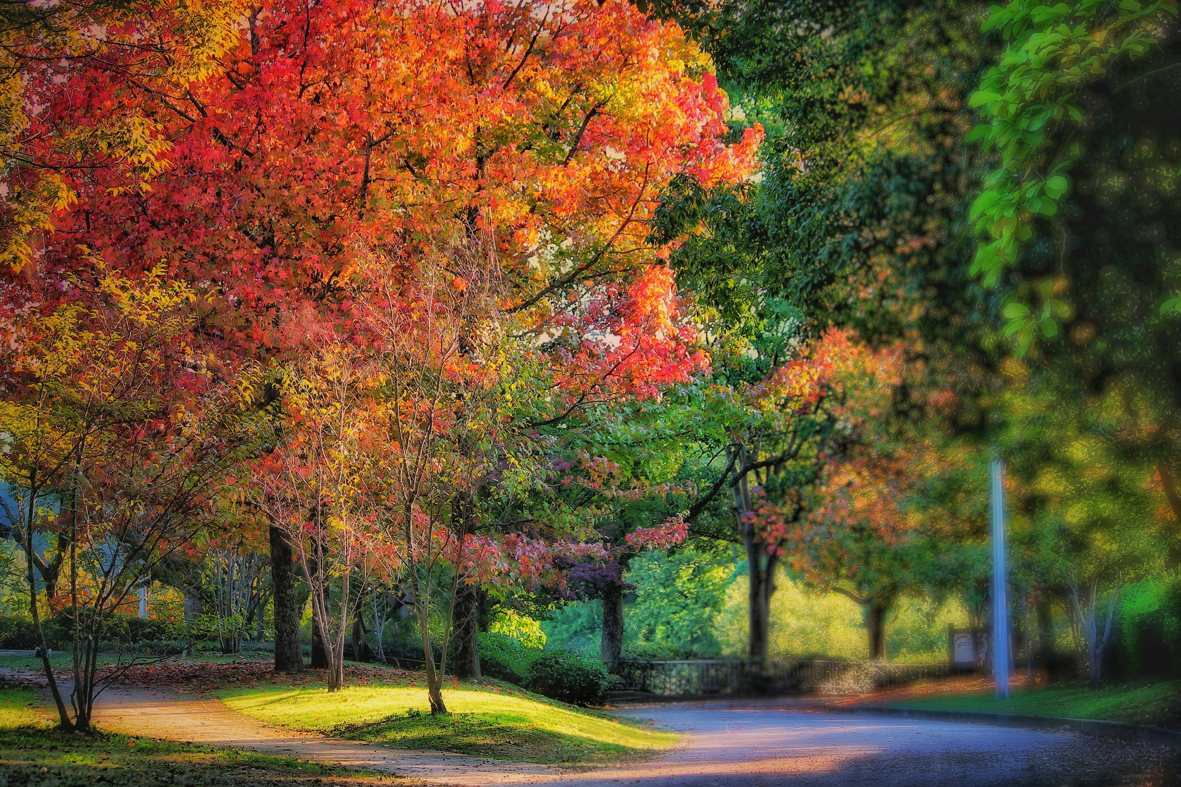 Sentier pittoresque bordé d'arbres d'automne colorés