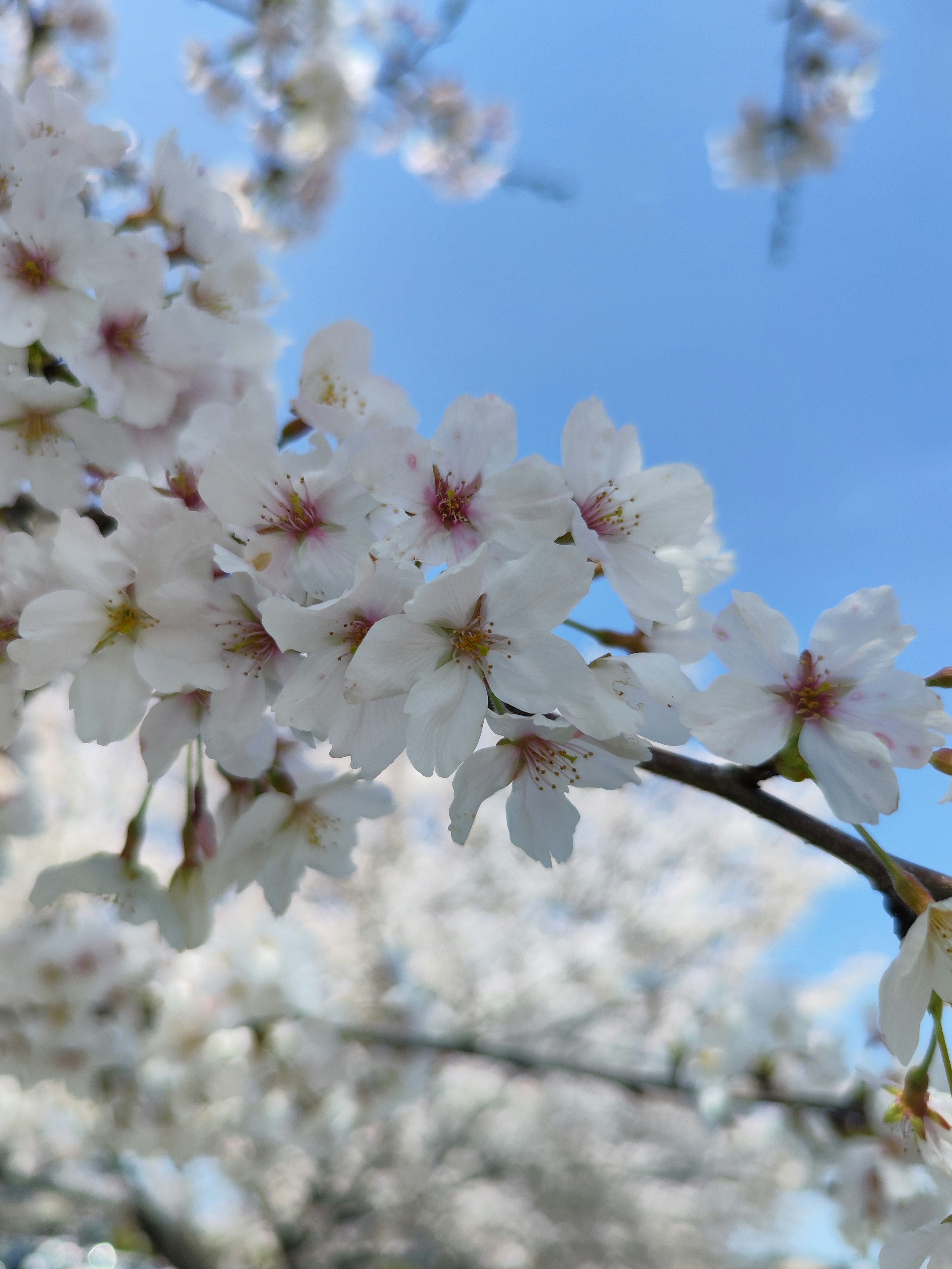 Acercamiento de flores de cerezo en una rama contra un cielo azul