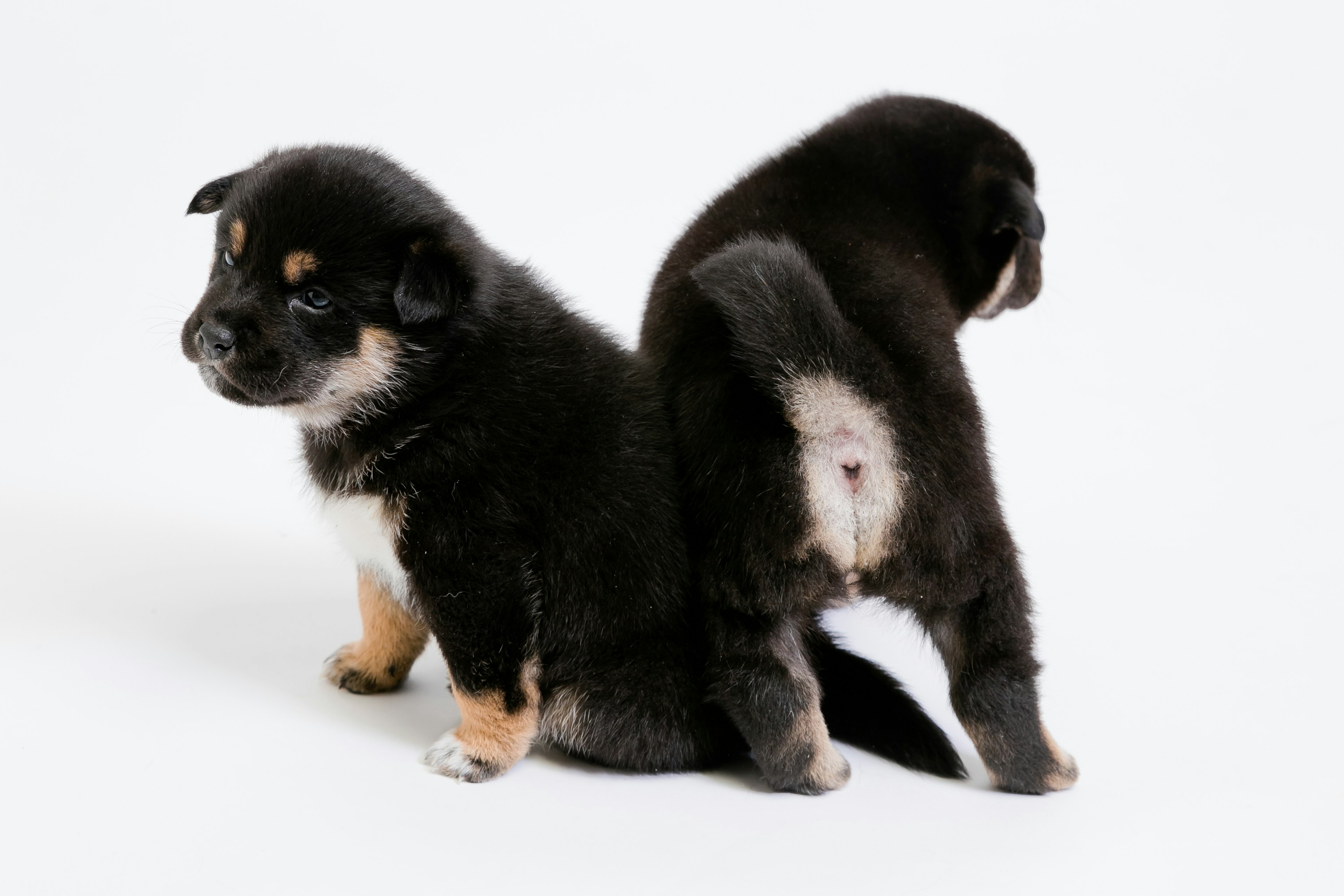 Dua anak anjing hitam duduk saling membelakangi