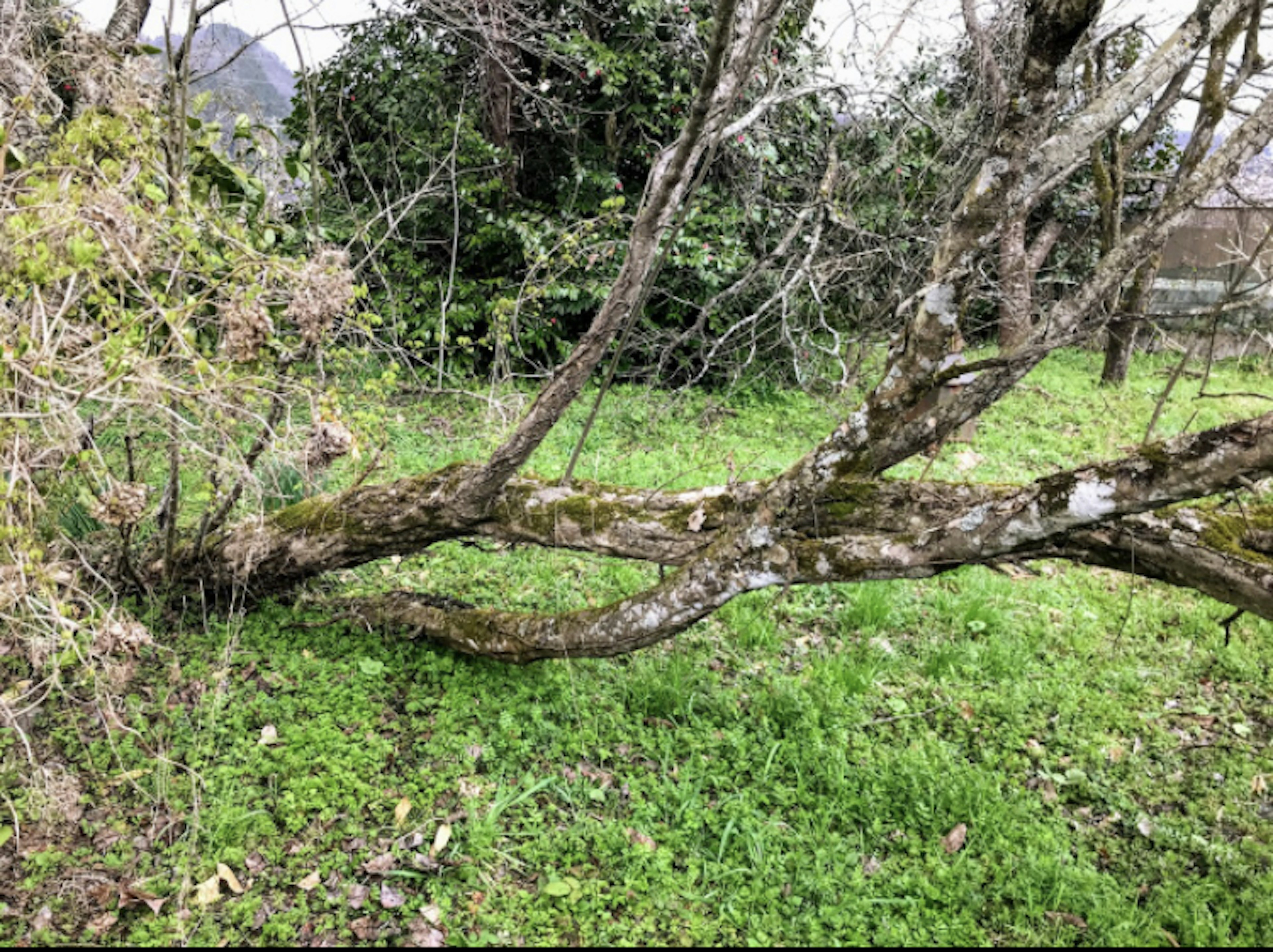 緑の草地に倒れた木の枝と周囲の木々