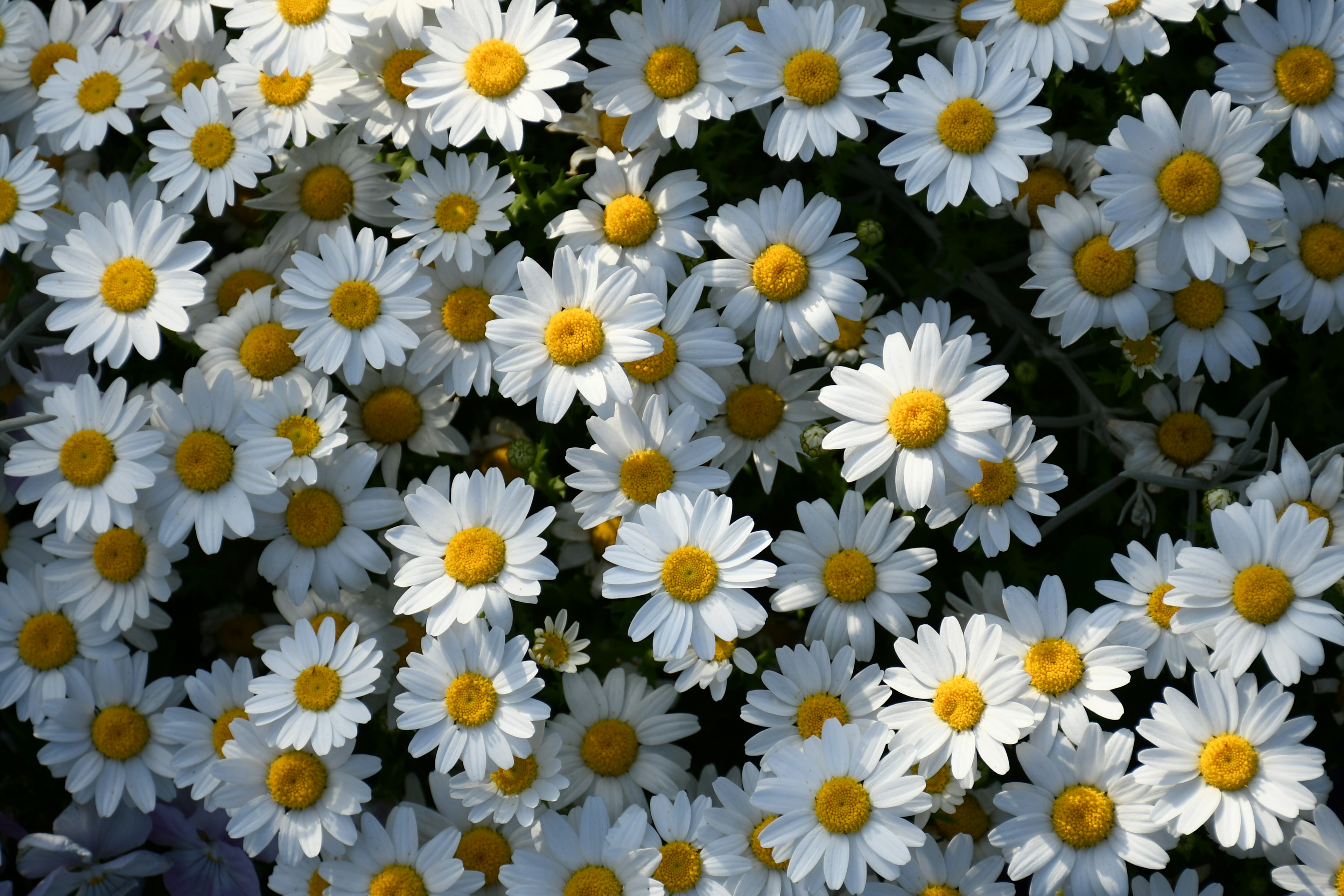 白いデイジーの花が満開の鮮やかな庭