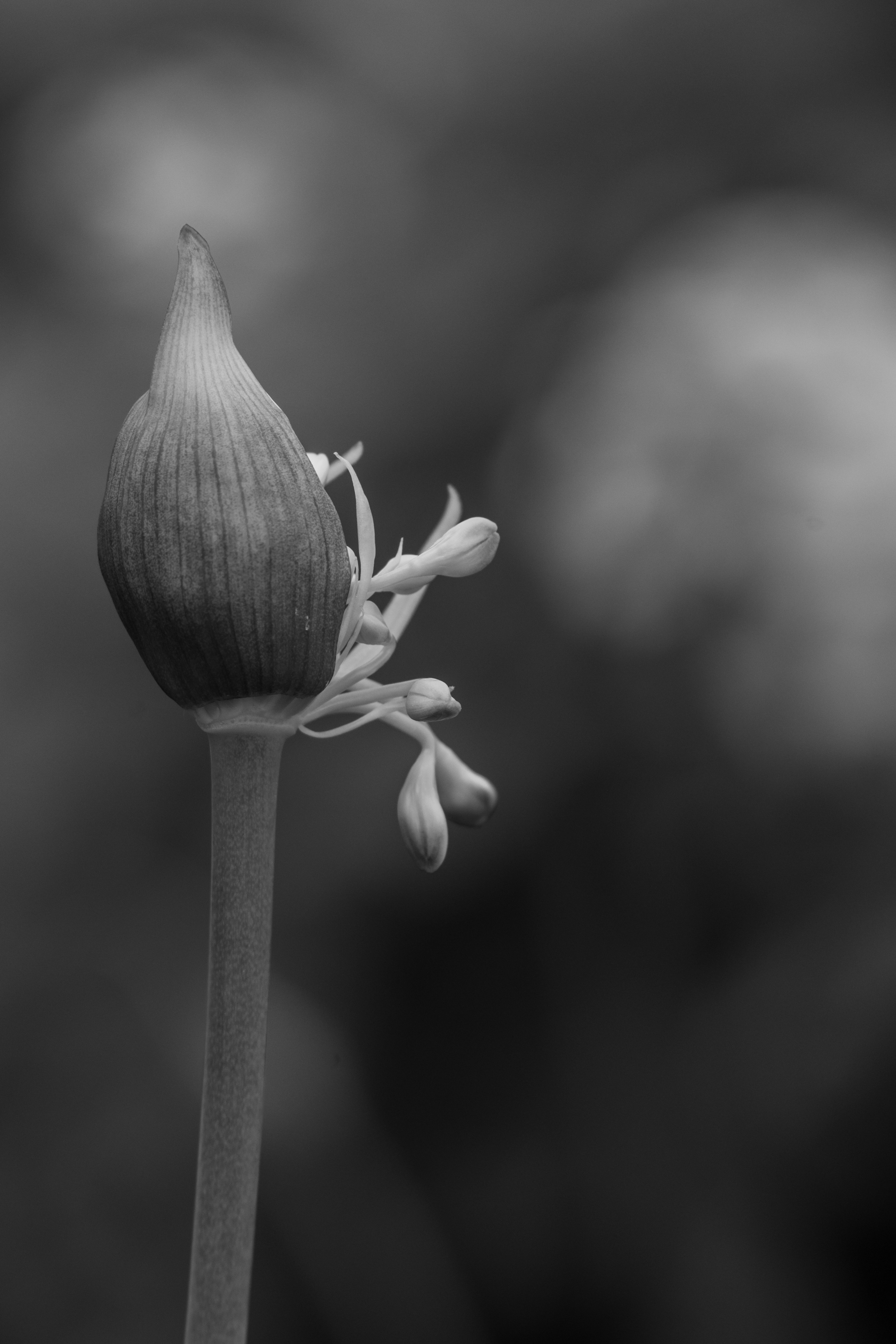 Imagen en blanco y negro de un capullo de flor sobre un tallo delgado