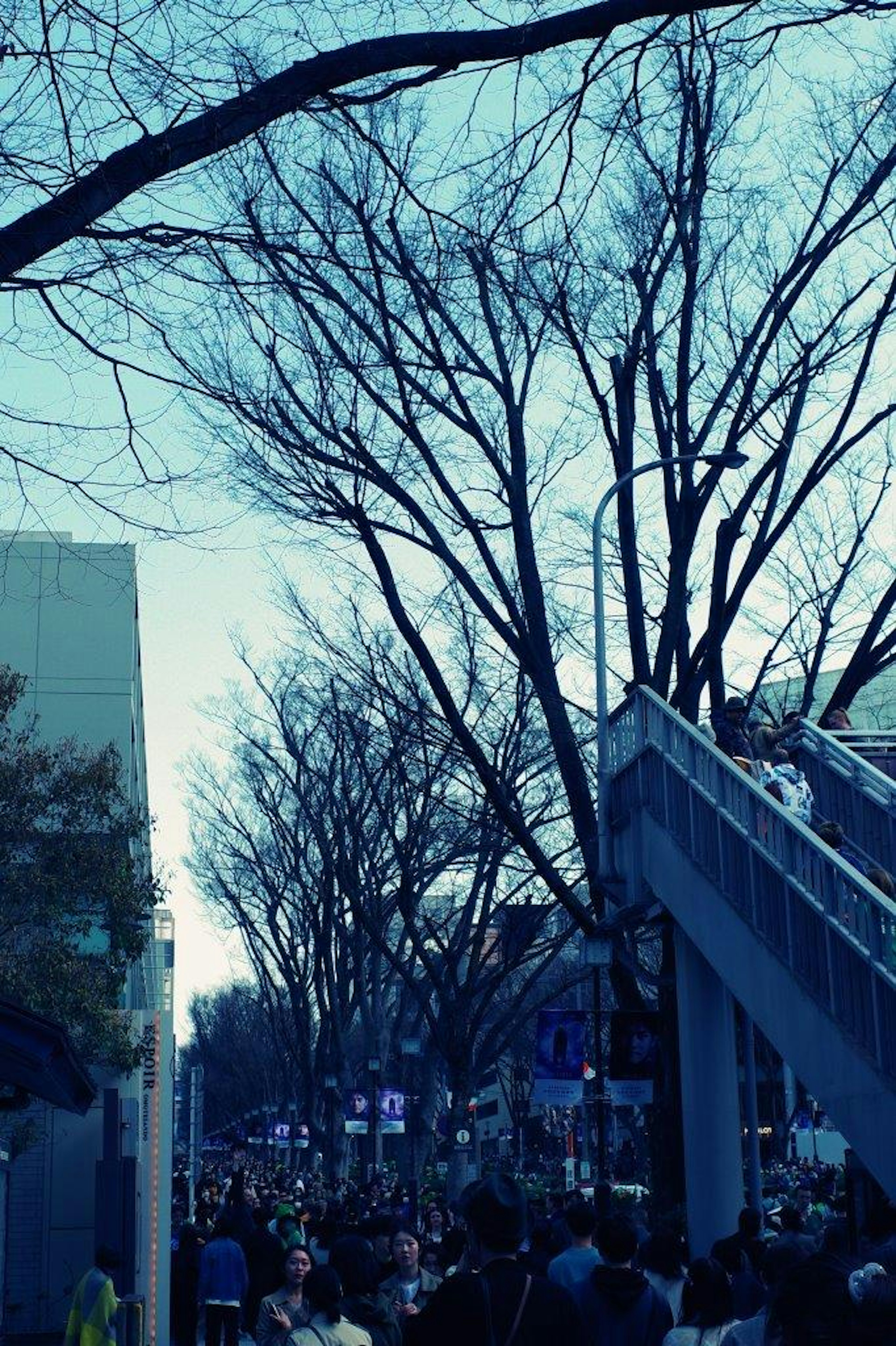 Crowd of people gathered on a street with bare trees