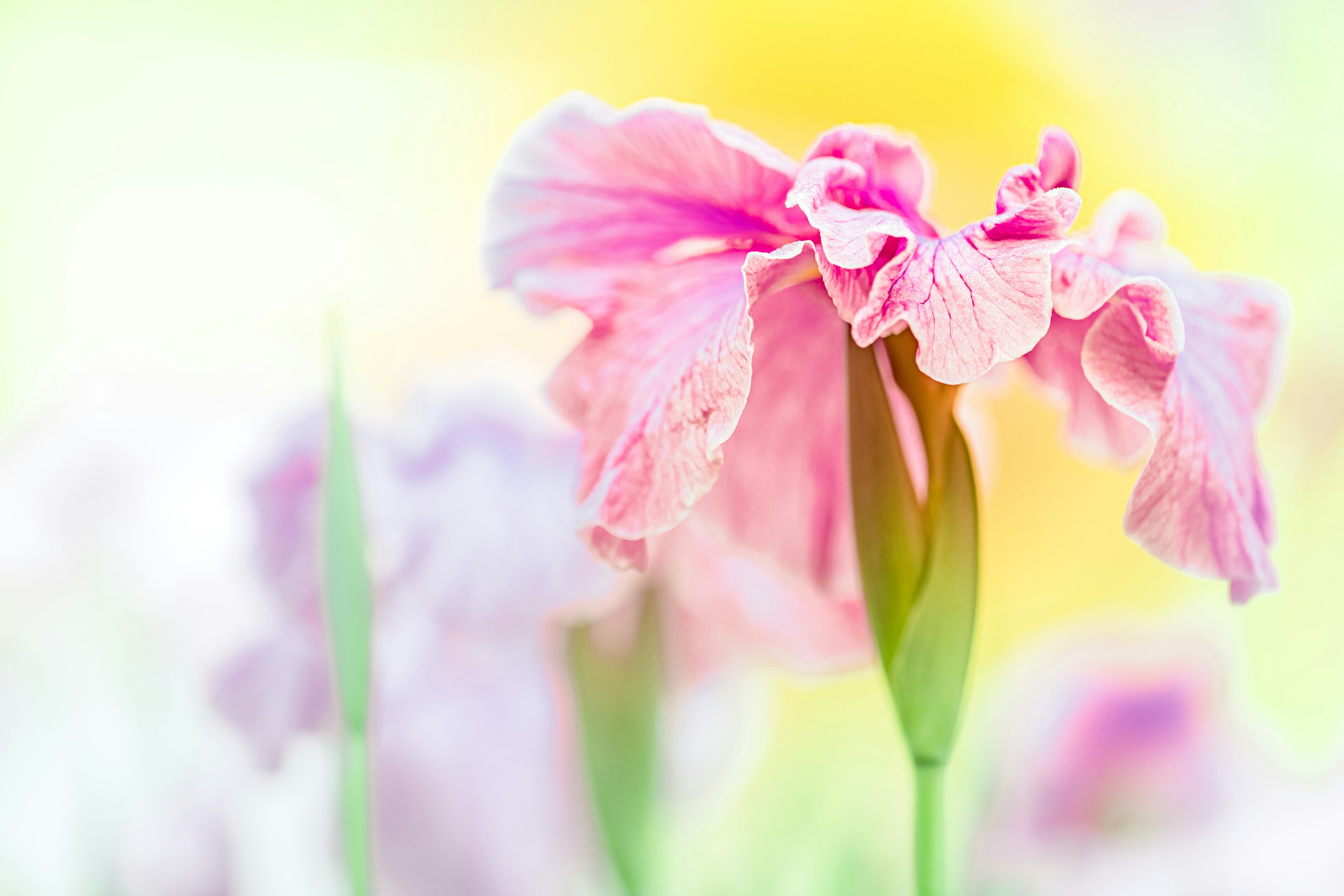 Primo piano di un fiore di iris rosa chiaro con uno sfondo pastello sfocato