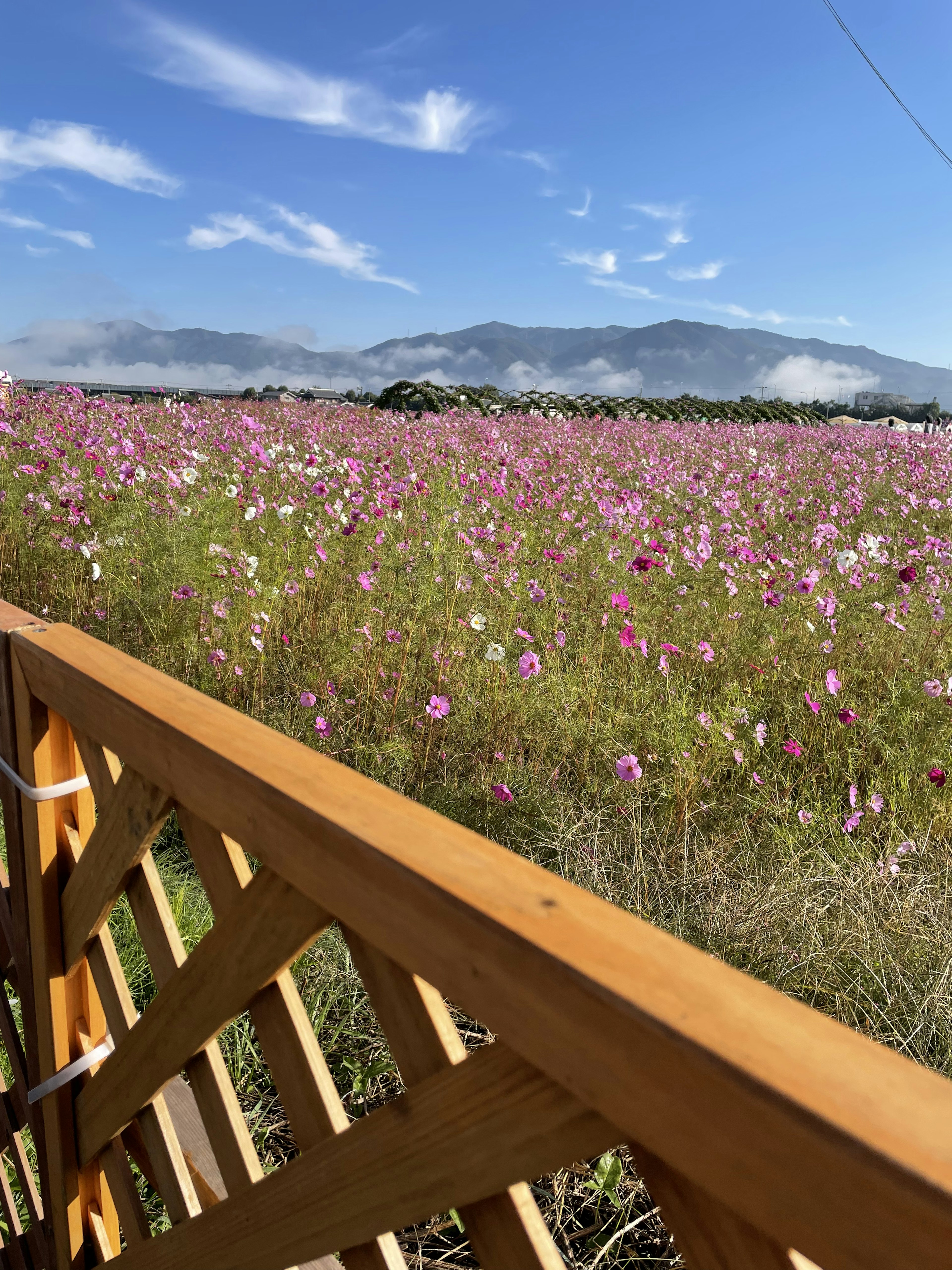 Champ de fleurs cosmos roses sous un ciel bleu avec des nuages et une clôture en bois au premier plan