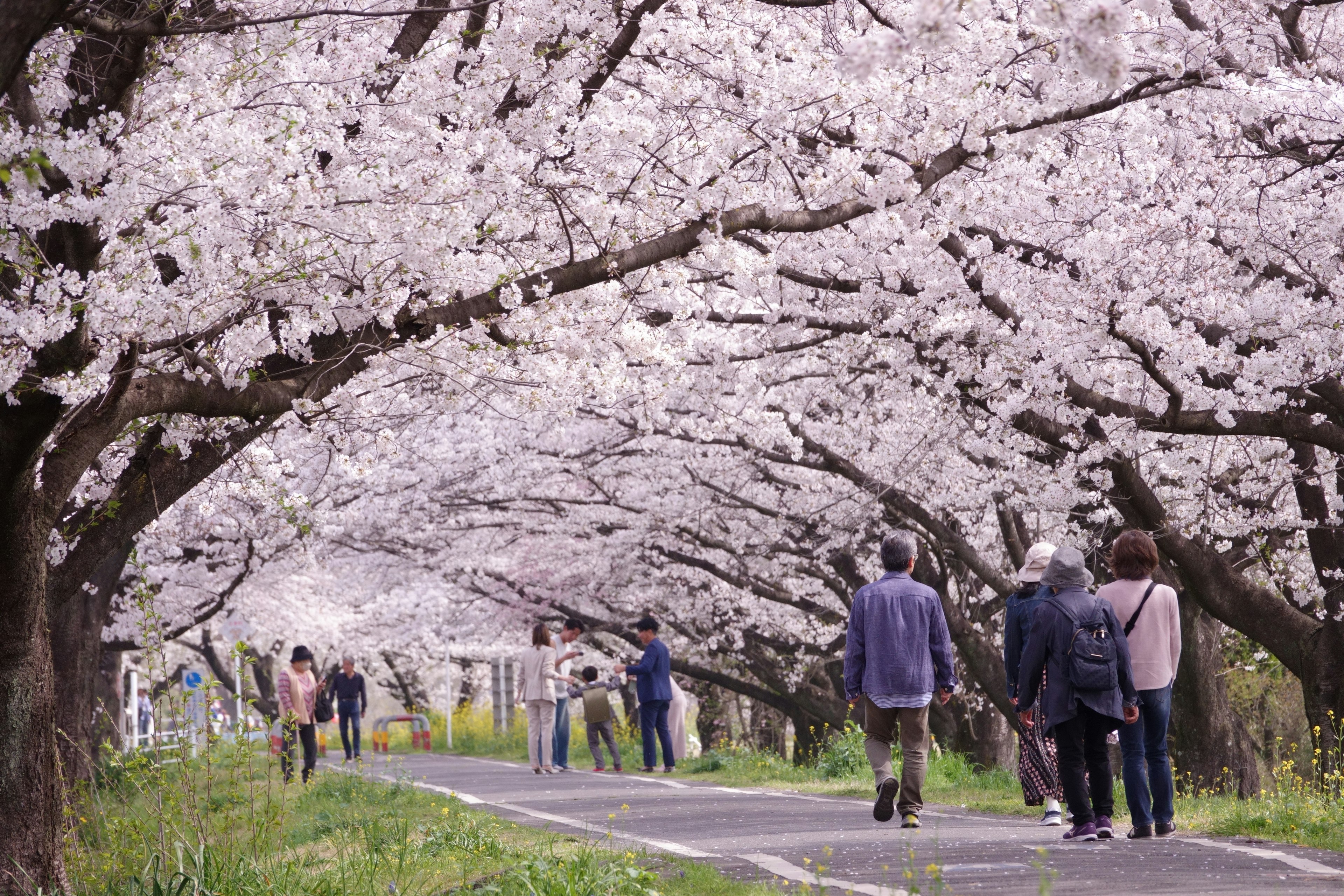 Des gens marchant le long d'un chemin bordé de cerisiers en fleurs