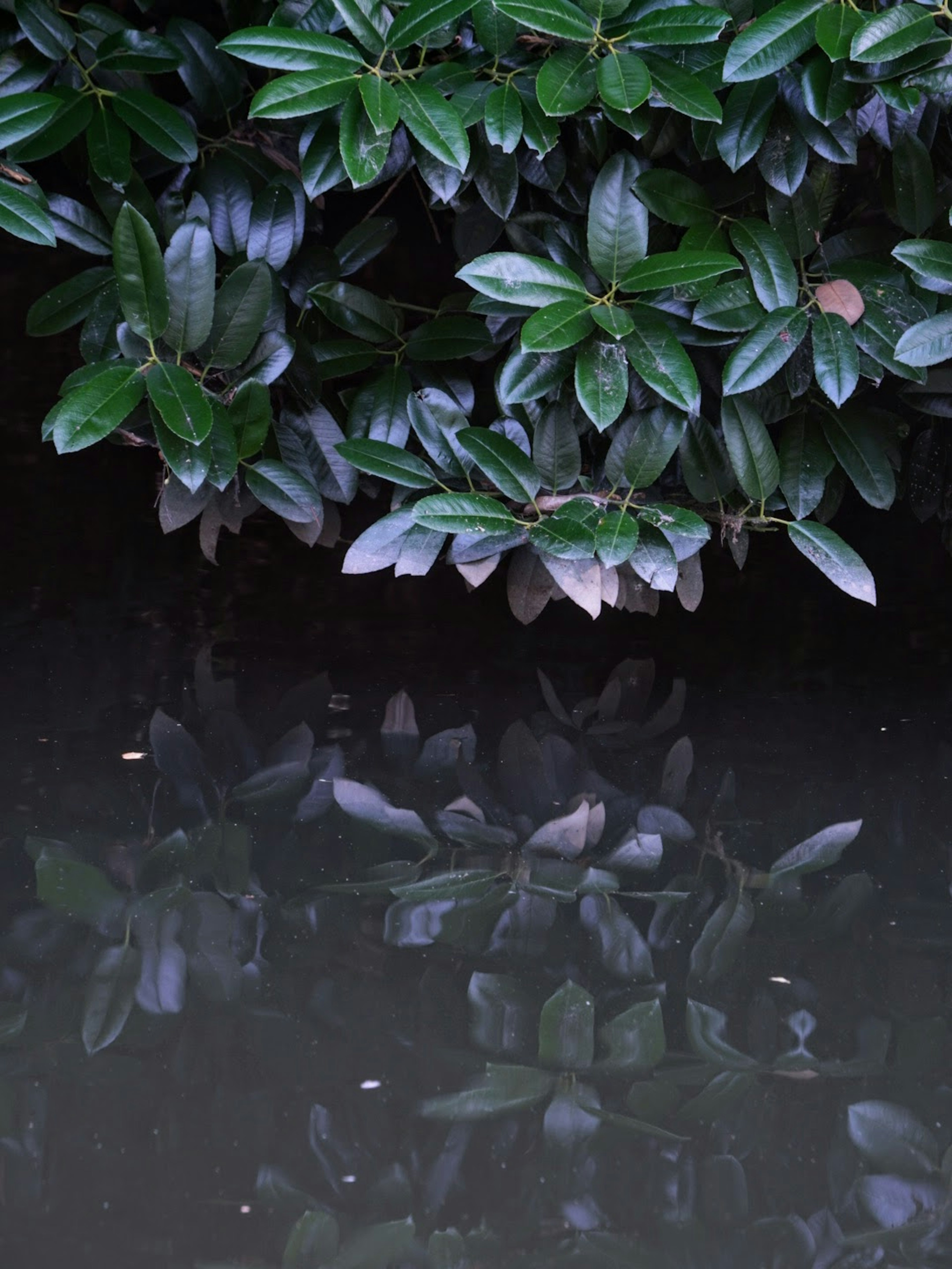 Reflection of leaves on still water with lush green foliage