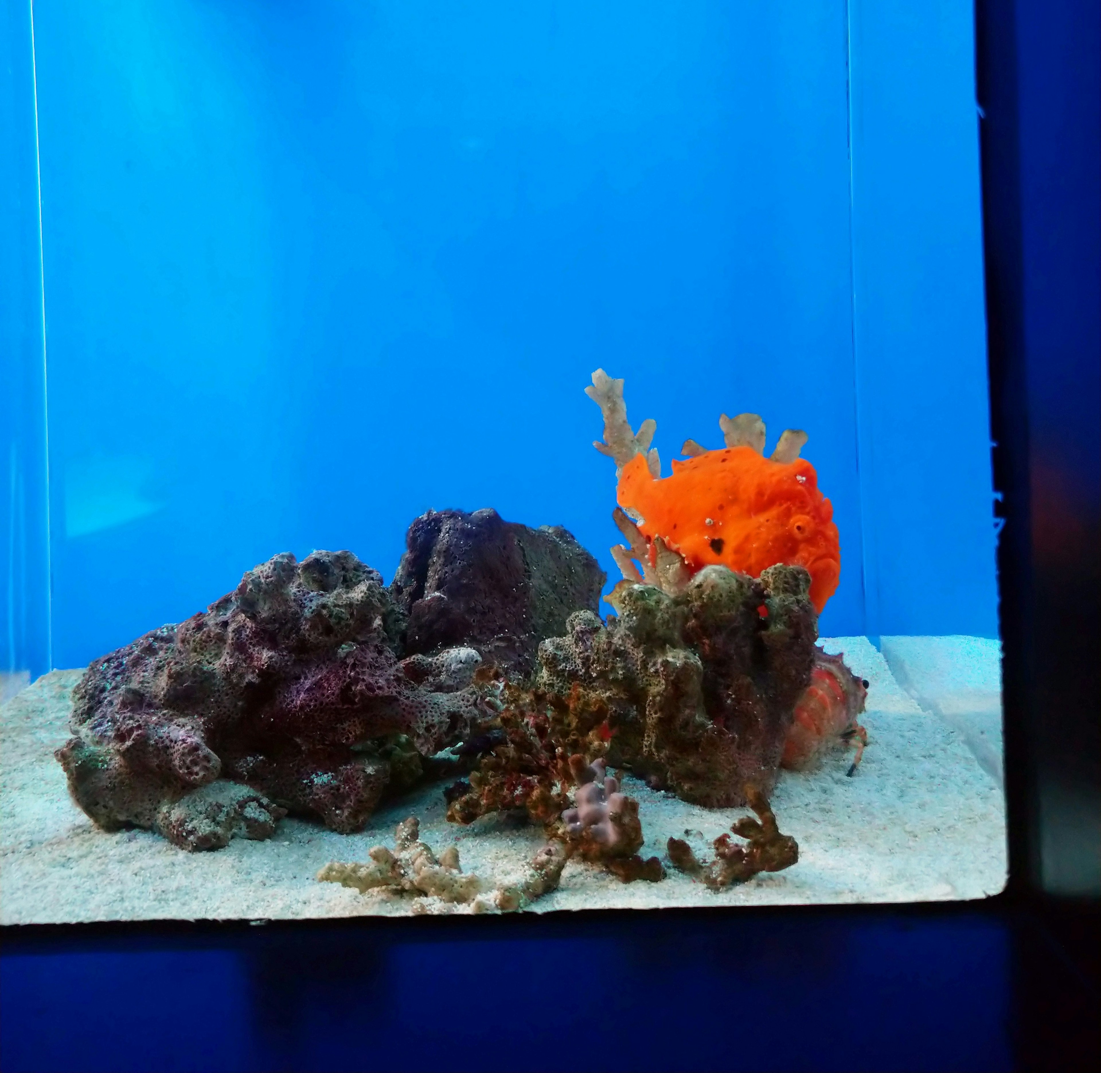 Ein lebhaftes orangefarbenes Meereswesen zwischen Felsen in einem blauen Aquarium