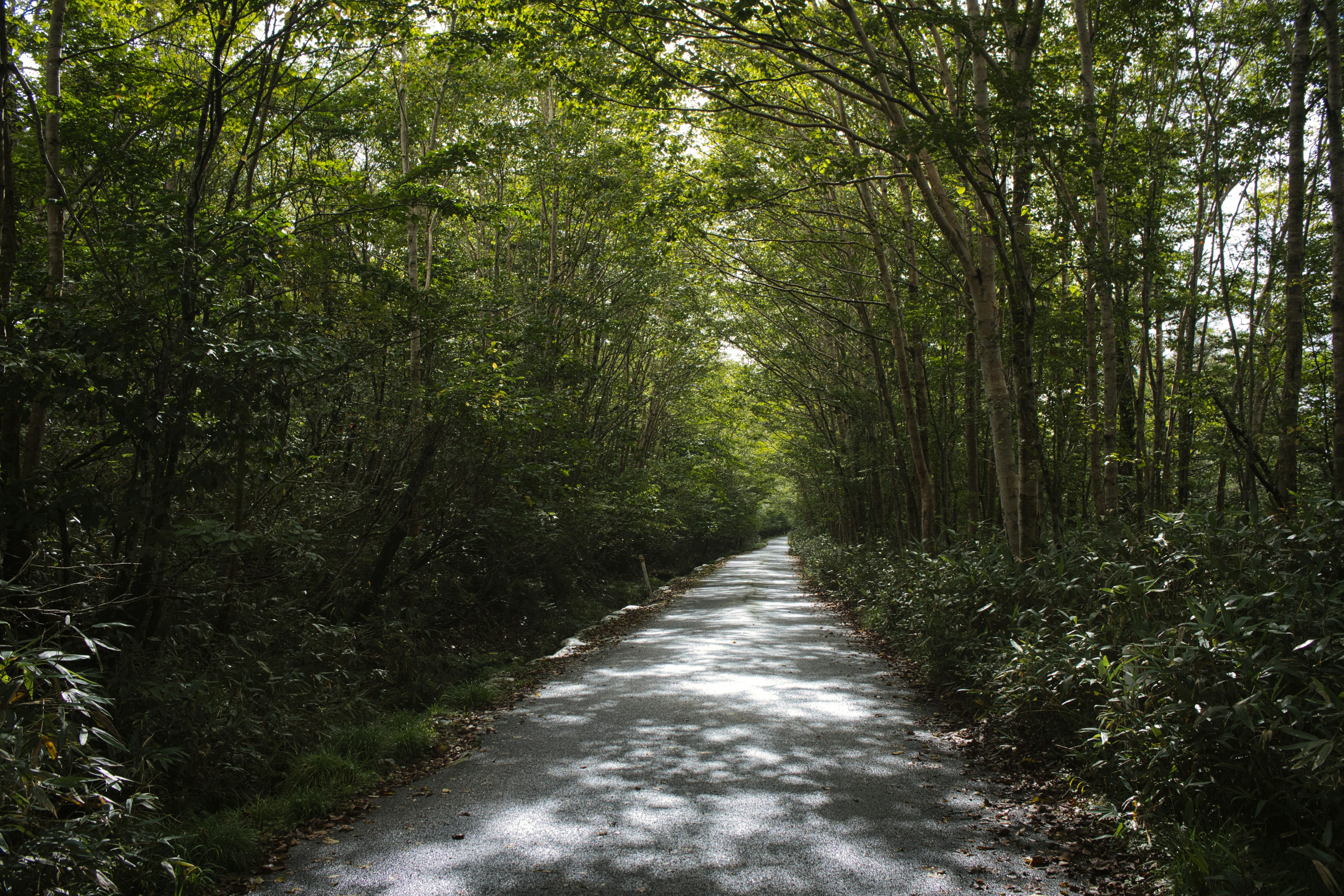 Una strada tranquilla circondata da alberi verdi