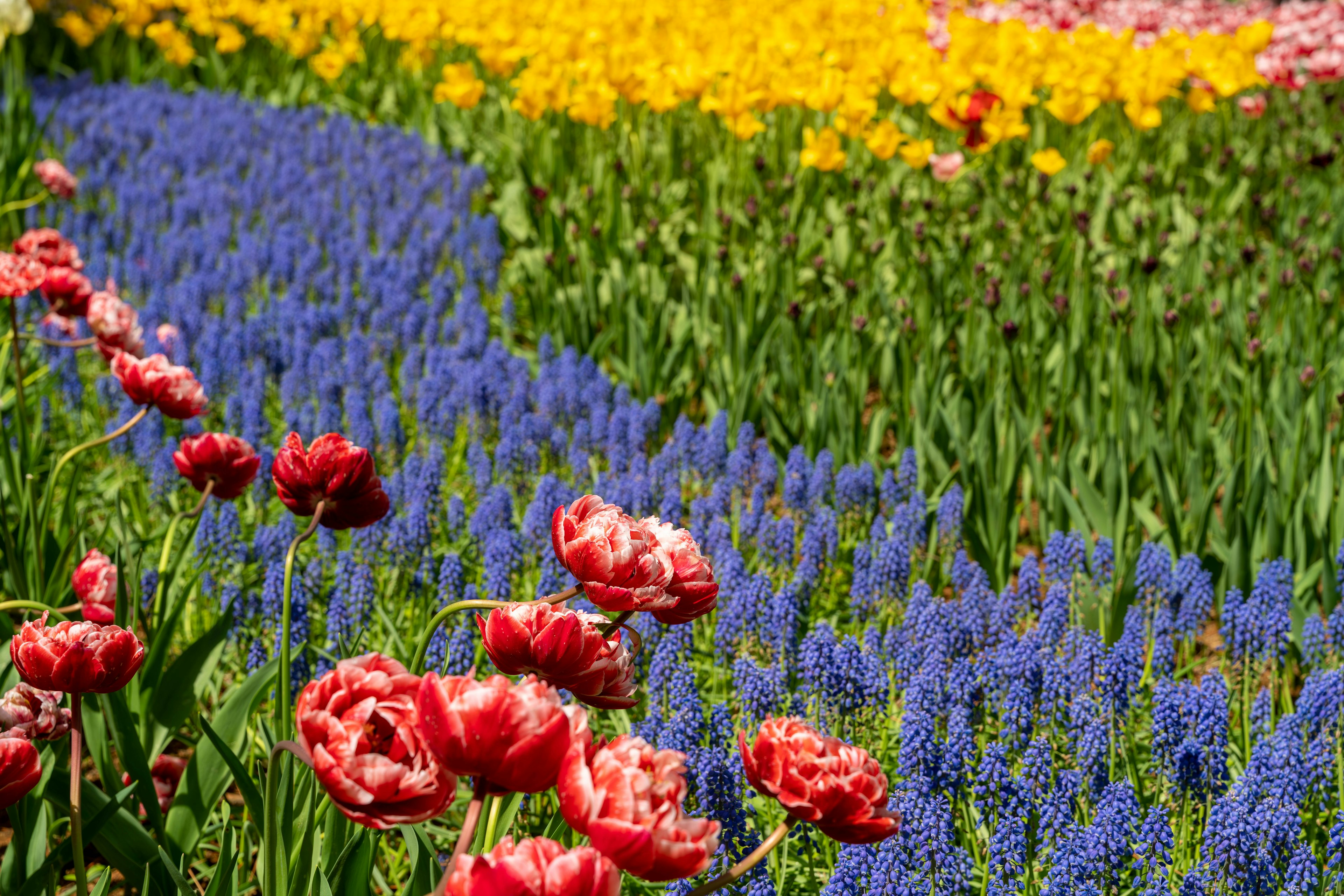 Champ de fleurs coloré avec des tulipes rouges et des jacintes bleues