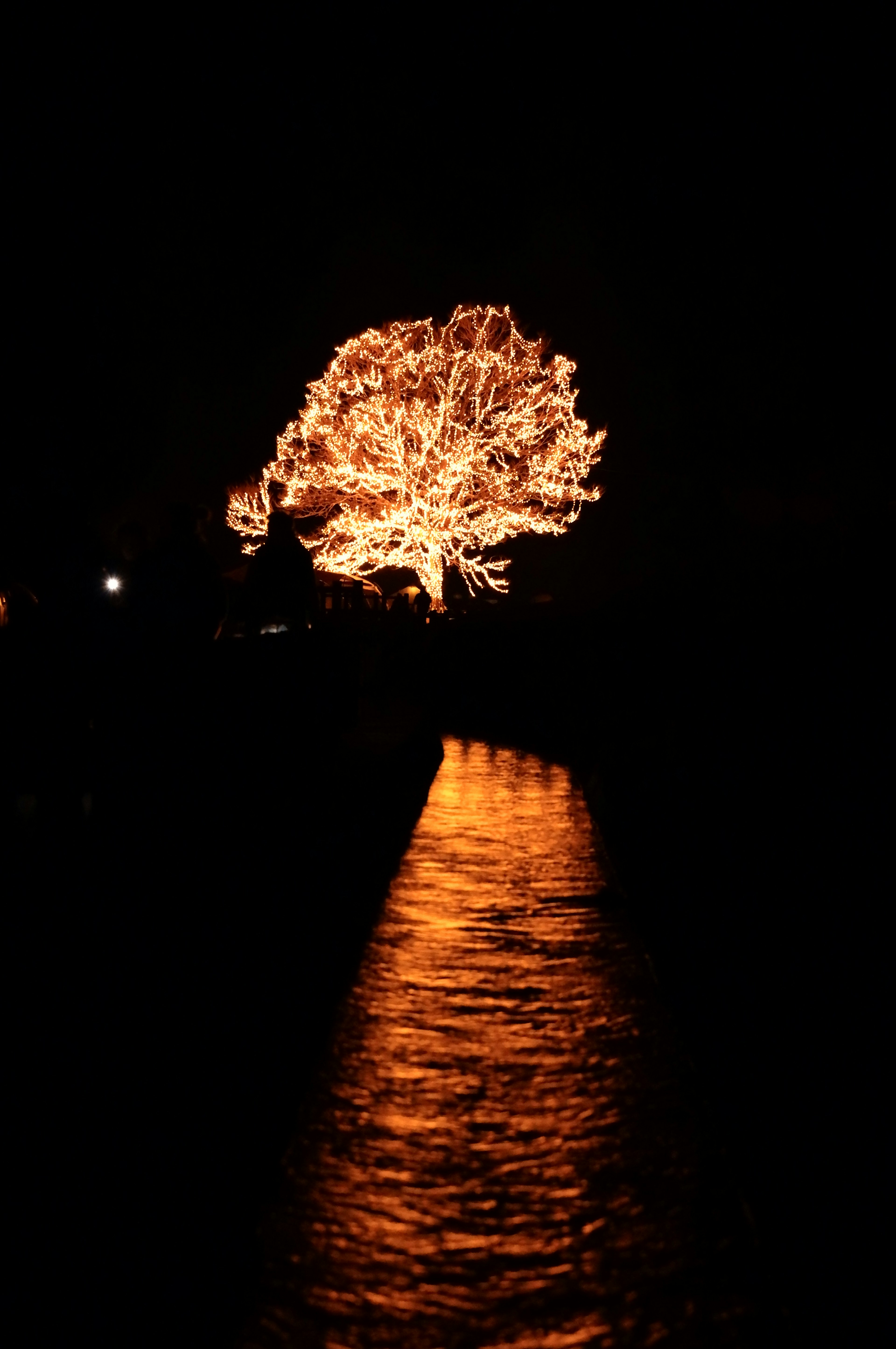 Albero illuminato di notte con riflesso sull'acqua