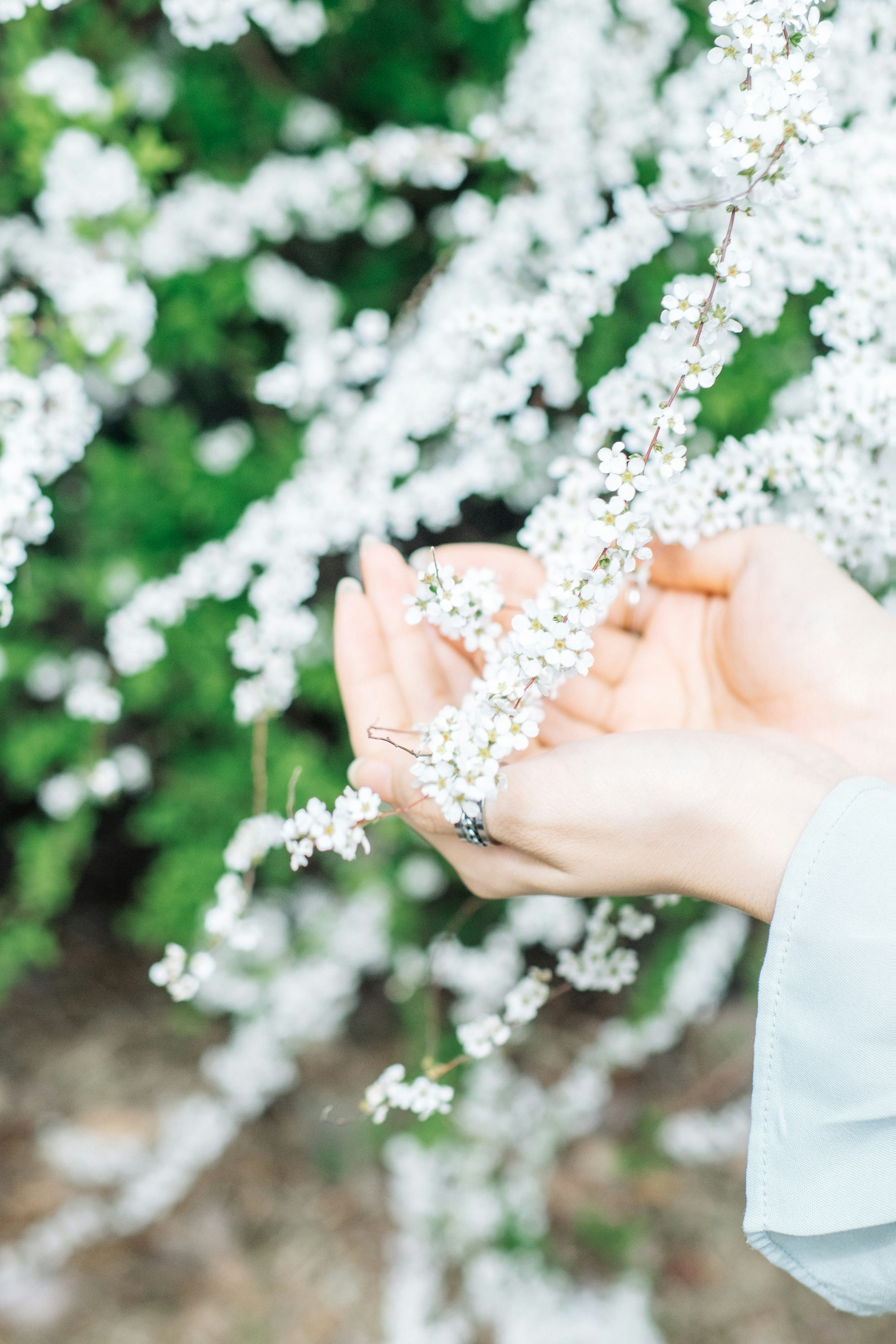 白い花が咲く植物の前で手を伸ばす女性の手