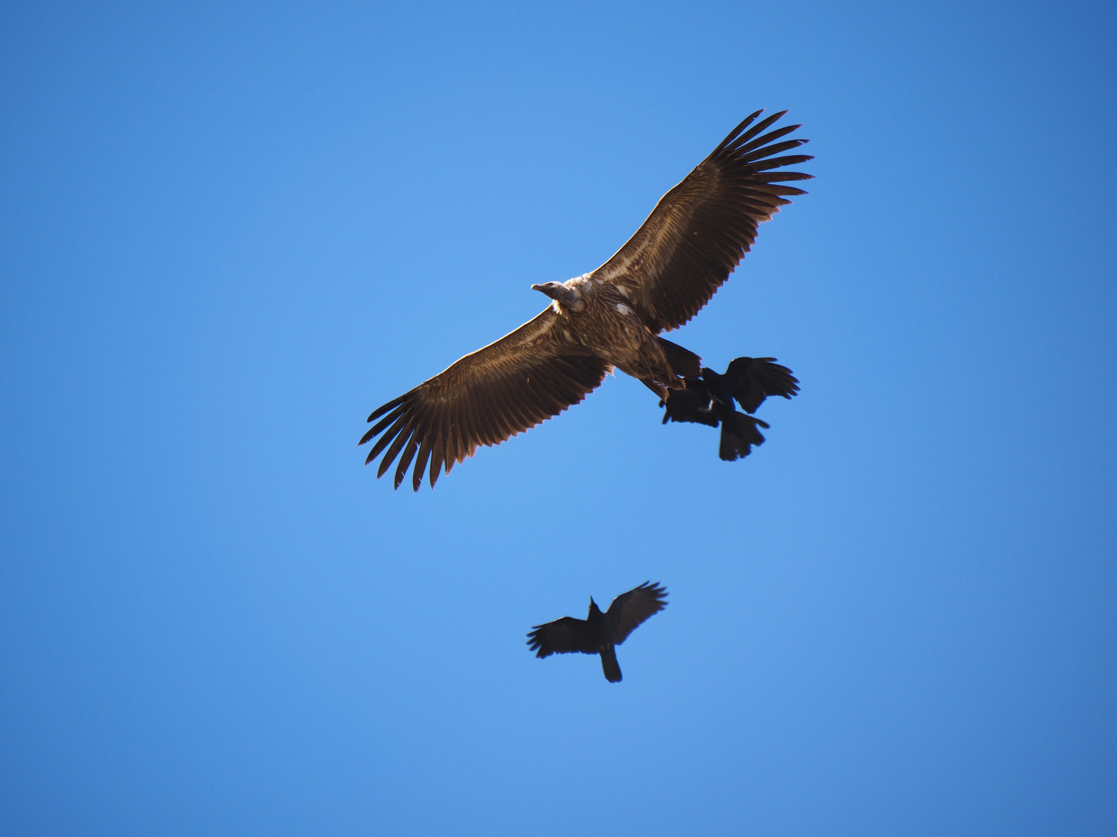 A dynamic scene of an eagle soaring in the sky with smaller birds around it