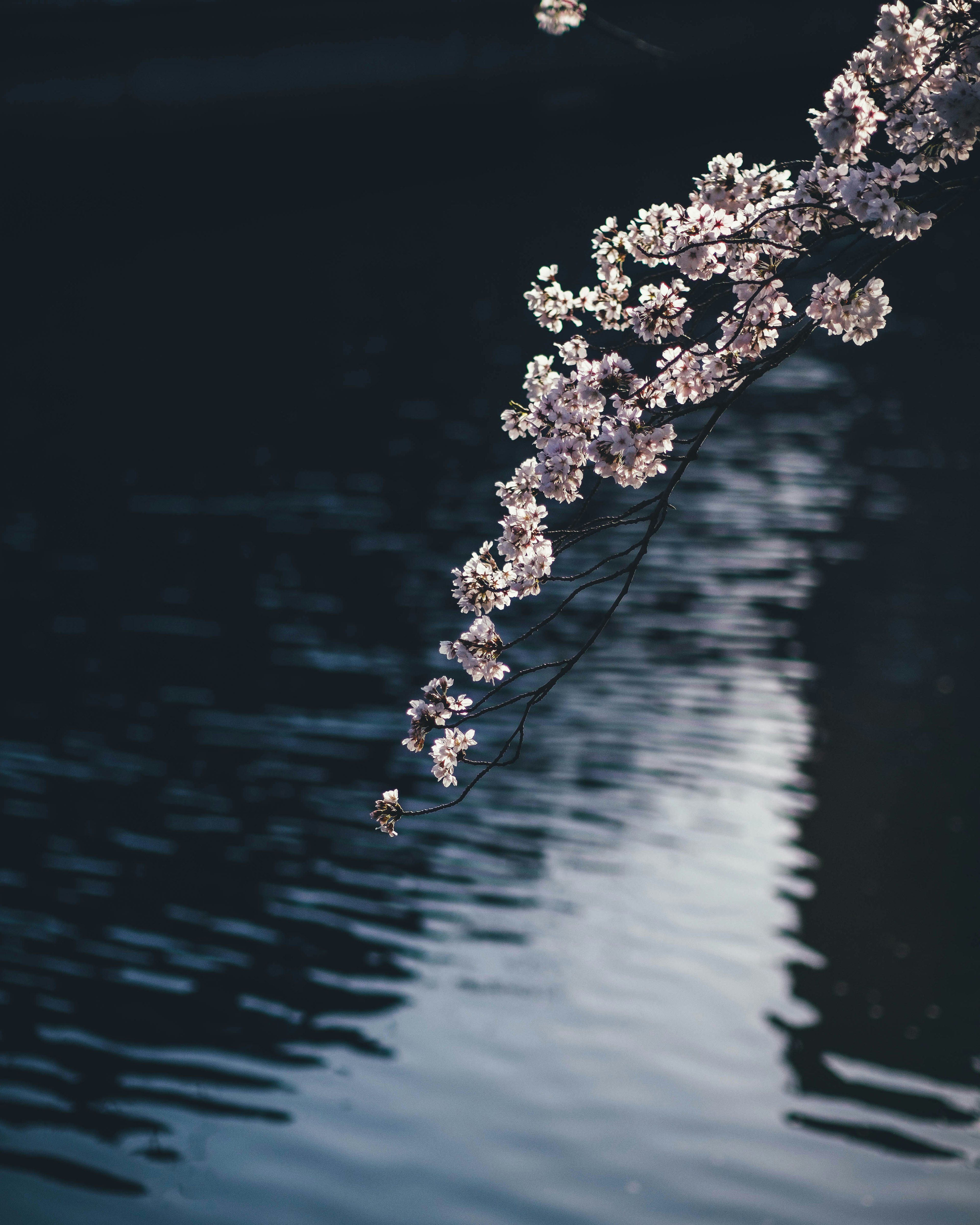 Cherry blossom branch reflecting on calm water surface