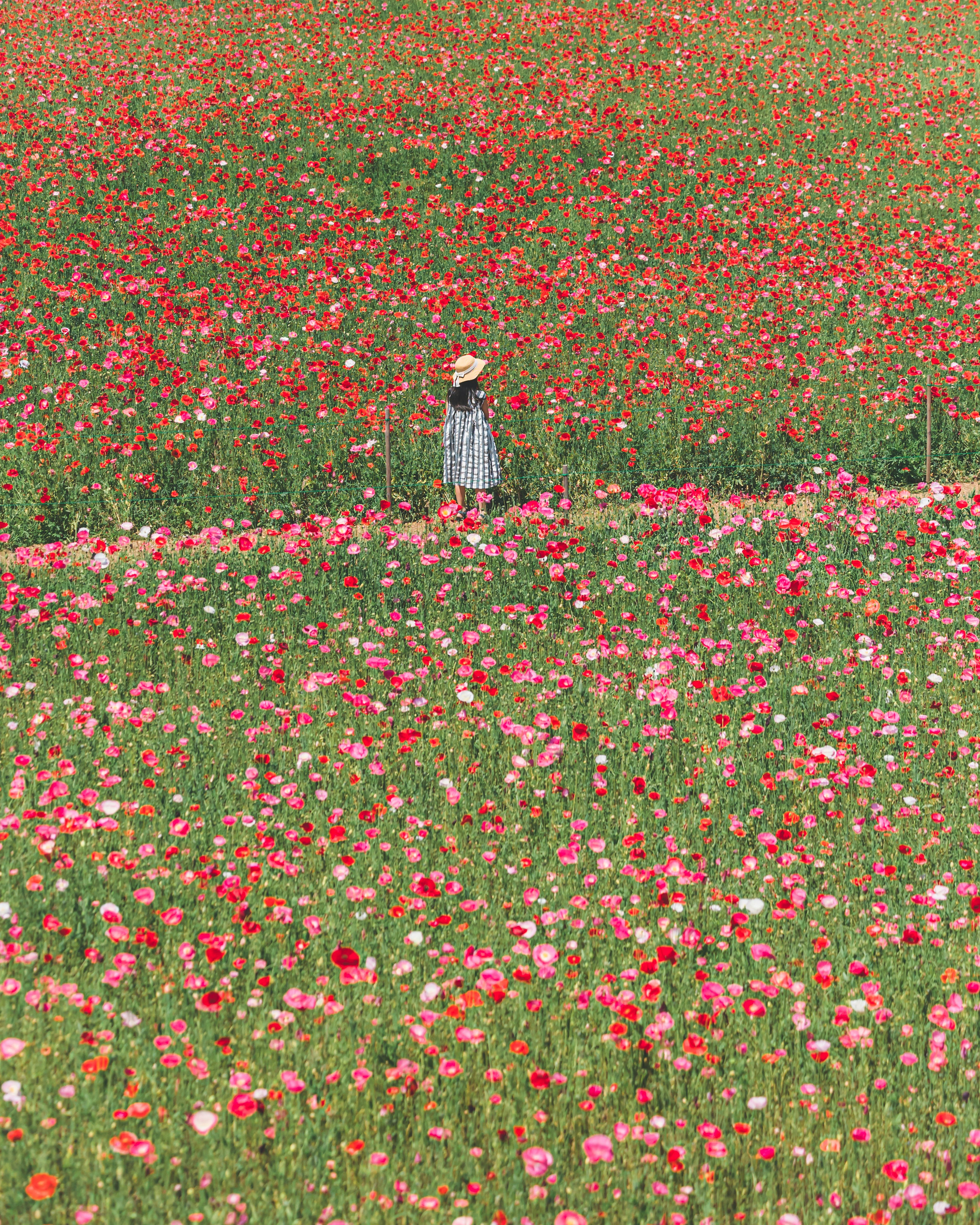 色とりどりの花が広がる風景に立つ人物