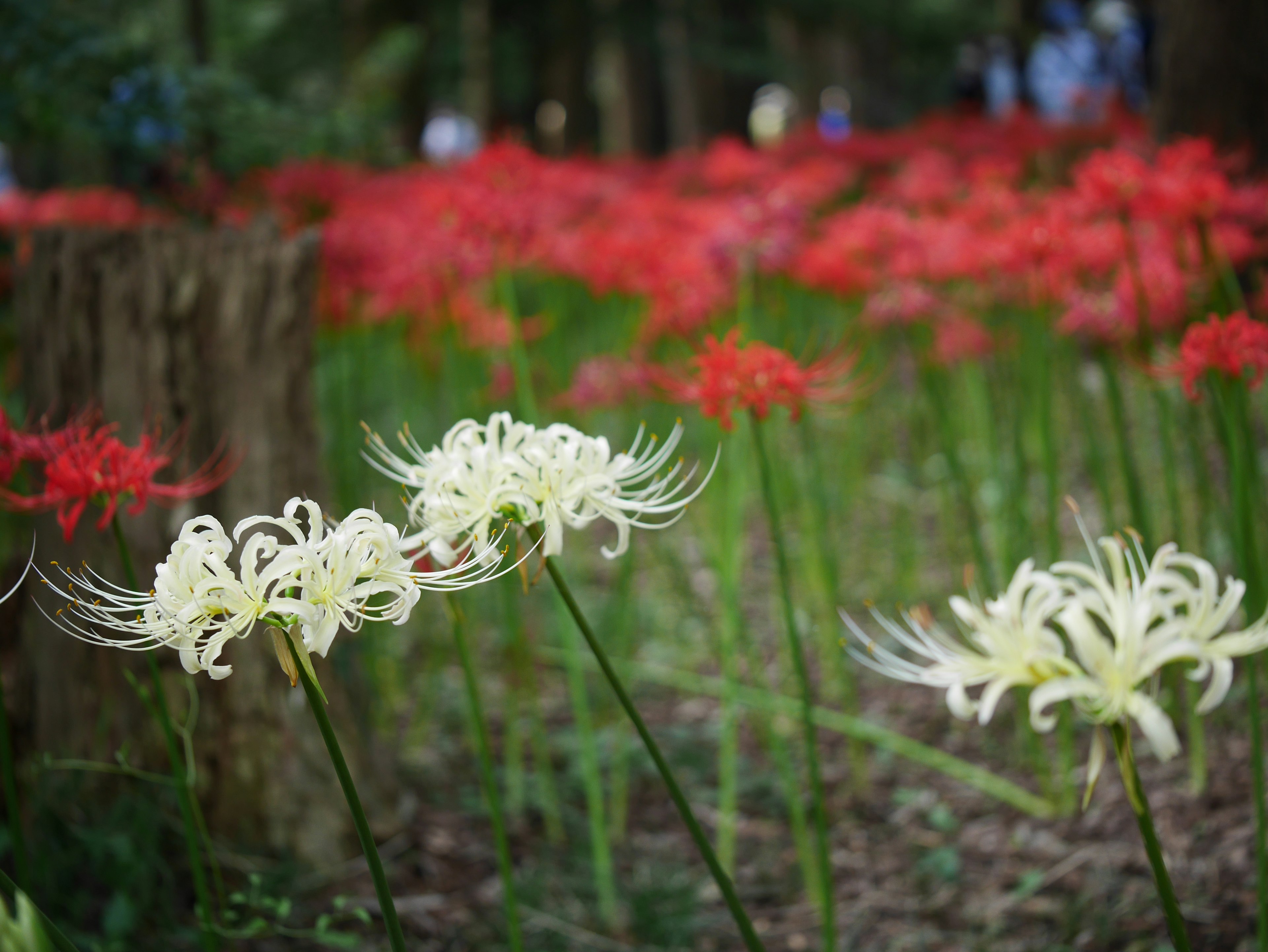 Weiße und rote Spinnenlilien blühen in einem malerischen Garten