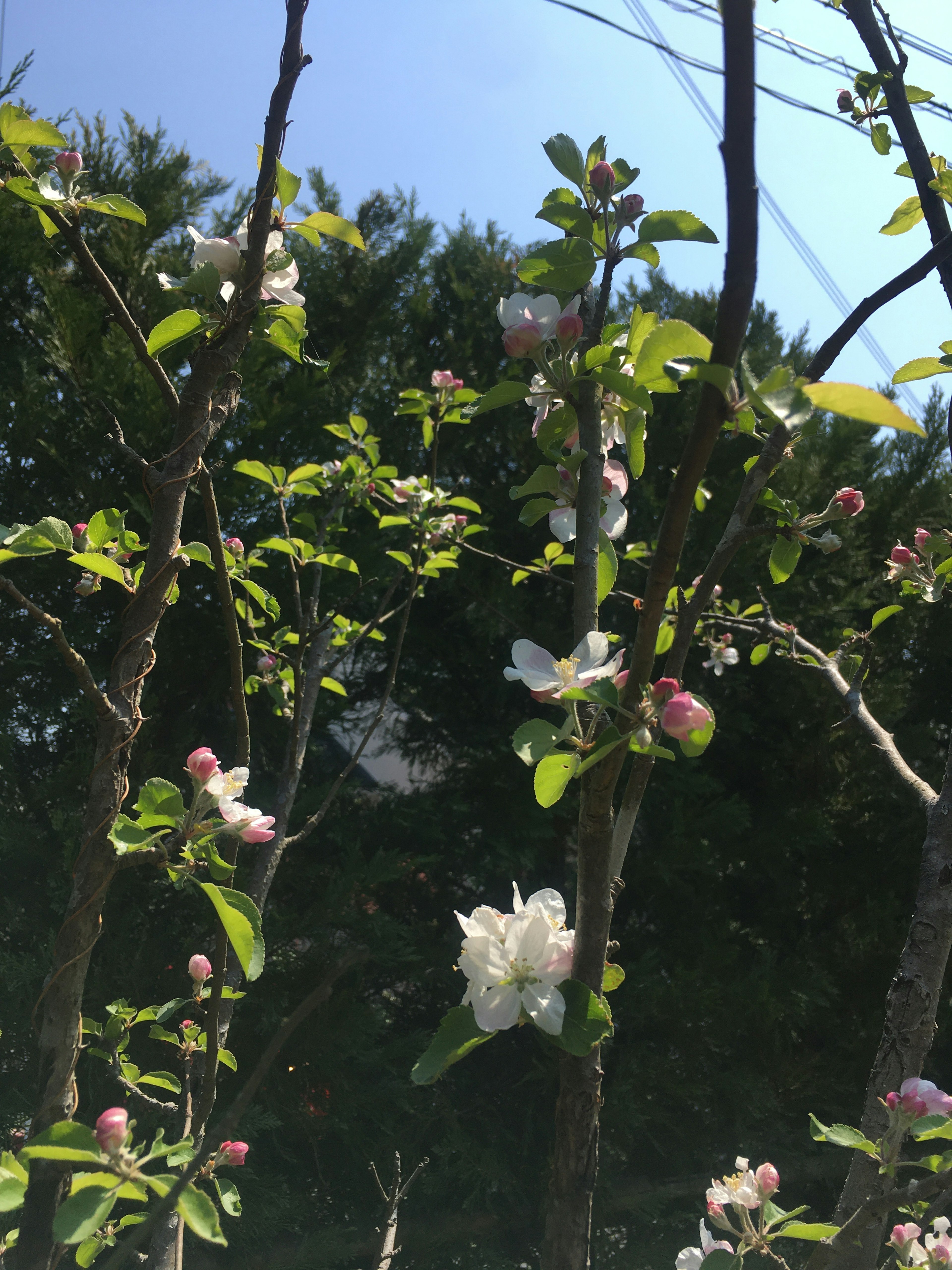 Branches of a tree with white blossoms and pink buds under a blue sky