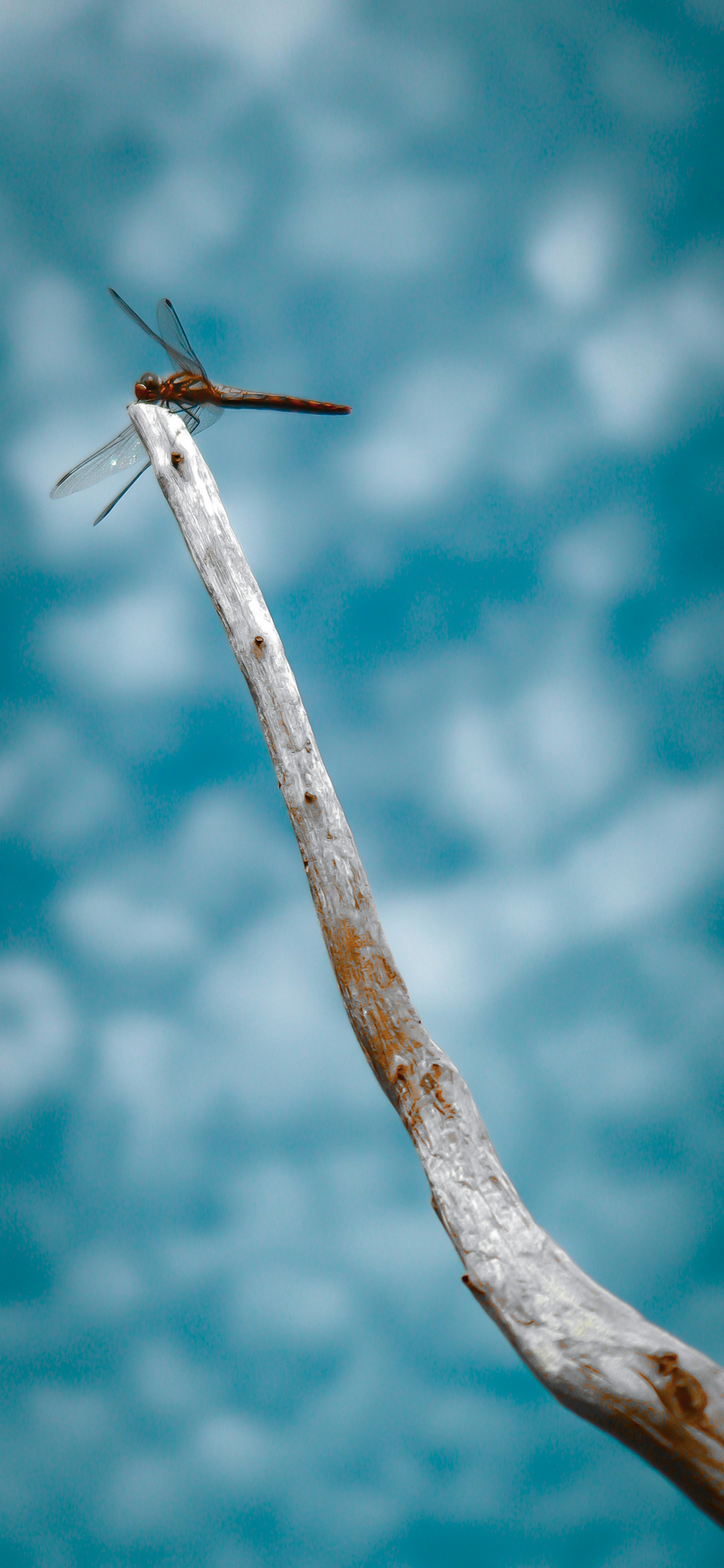 A dragonfly perched on a slender branch against a blue background