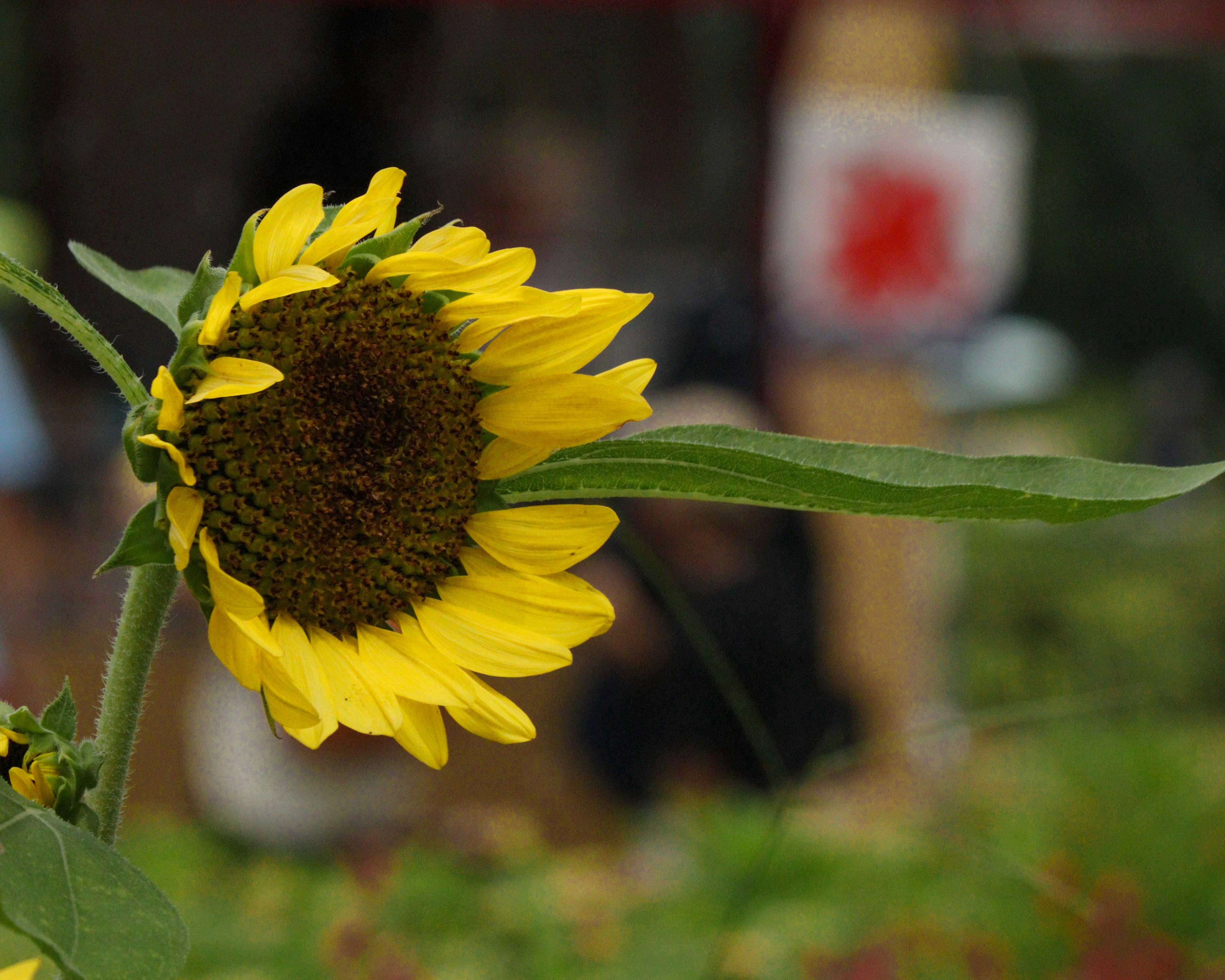 A side view of a sunflower with yellow petals and a brown center