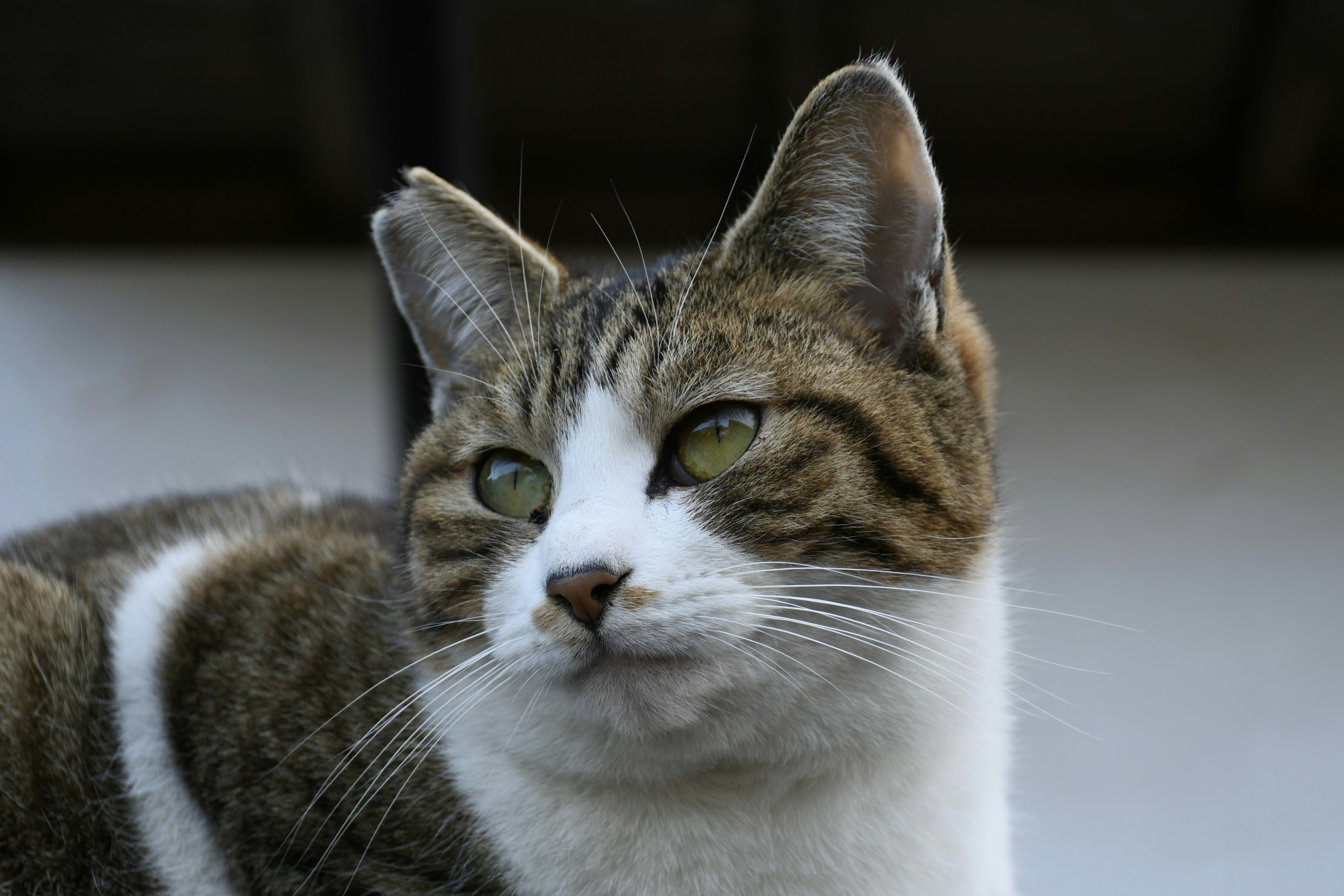 Close-up of a striped cat with white and brown fur looking sideways