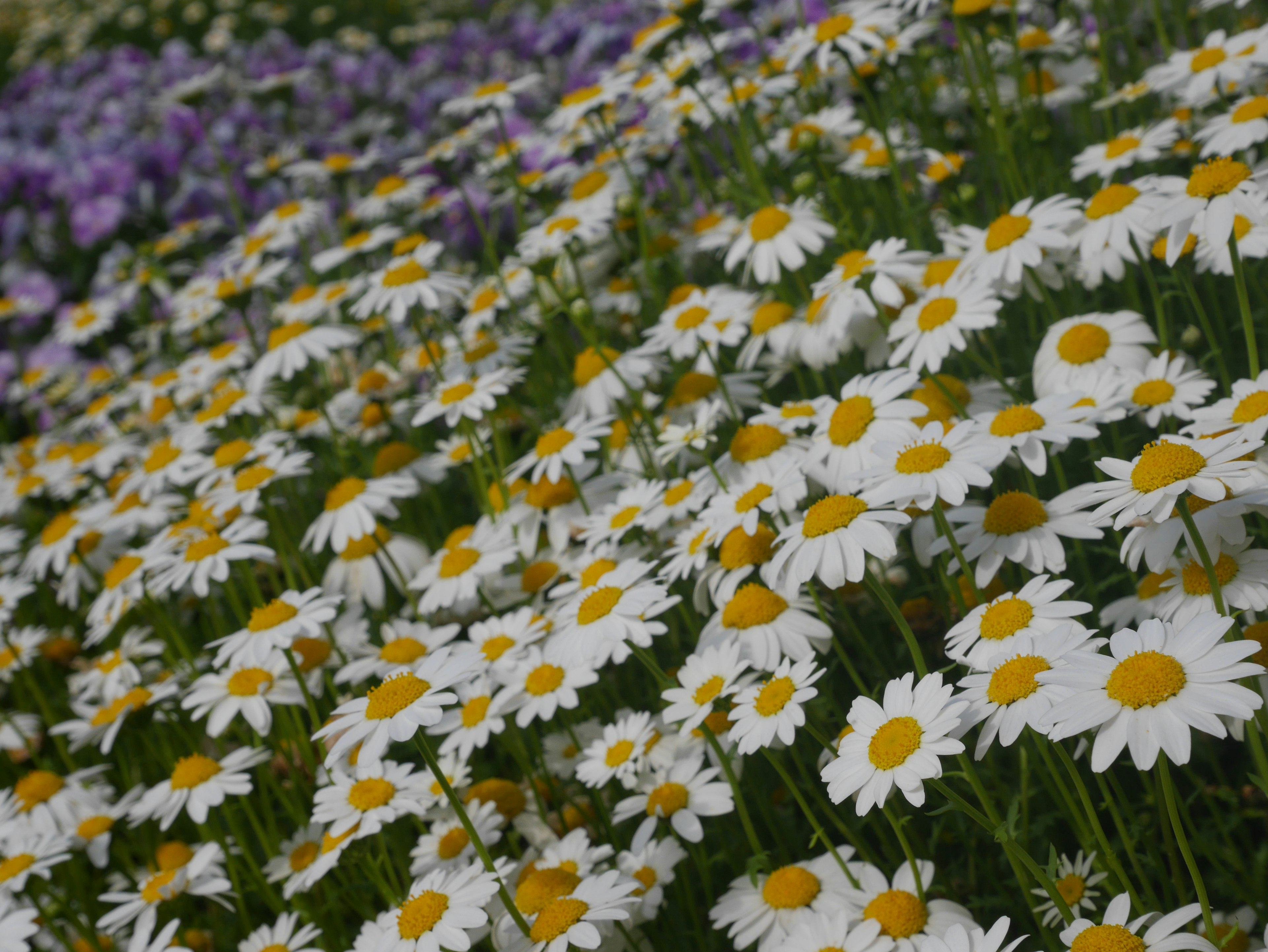 Ein Feld von weißen Gänseblümchen mit gelben Zentren zwischen bunten Blumen