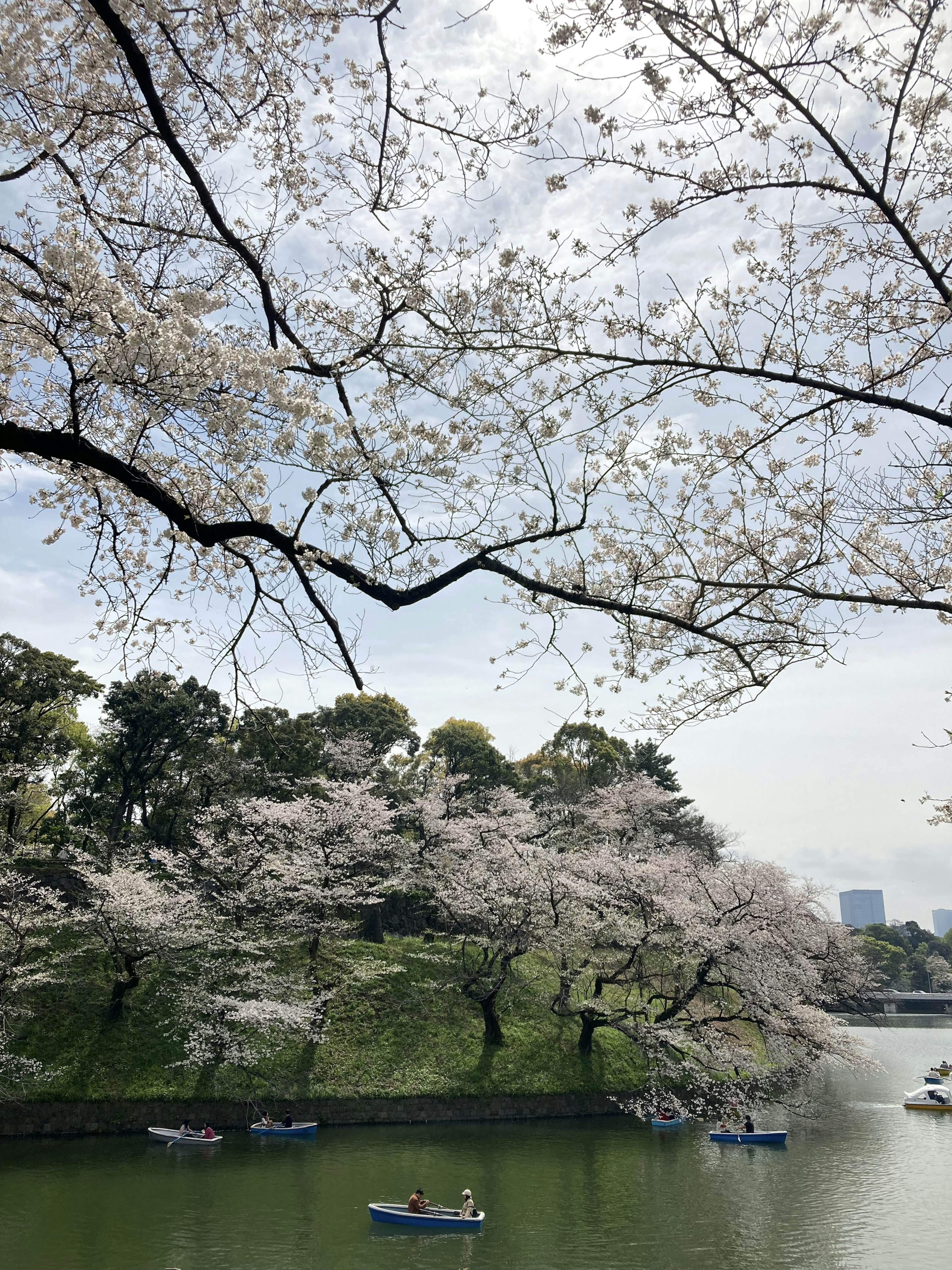 櫻花盛開的公園美景 平靜的池塘上漂浮著小船和綠色的山丘