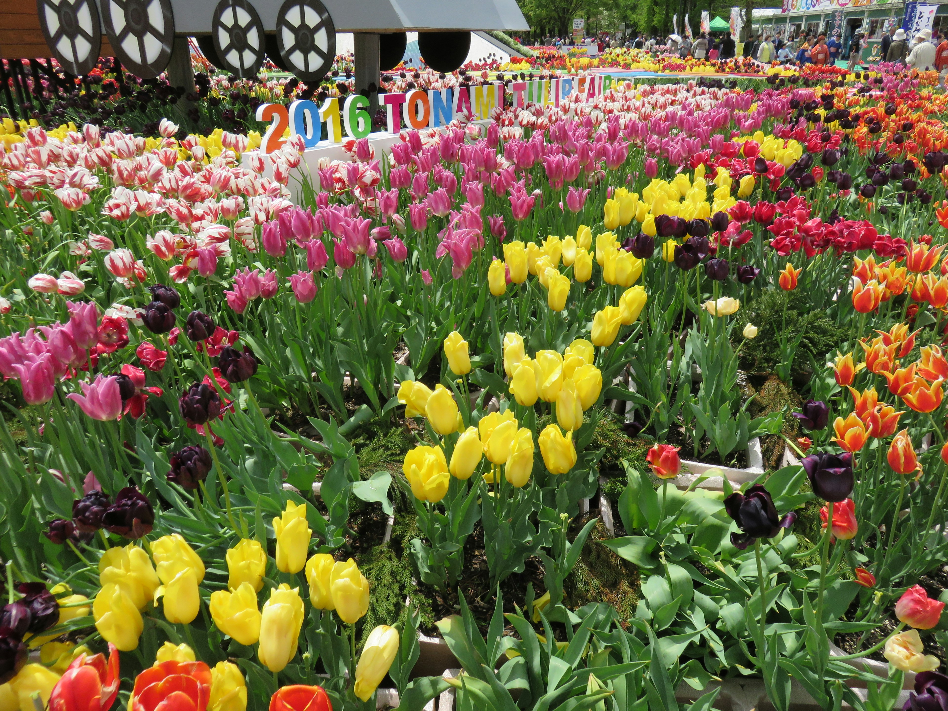 Colorful tulip field with various tulip colors in bloom