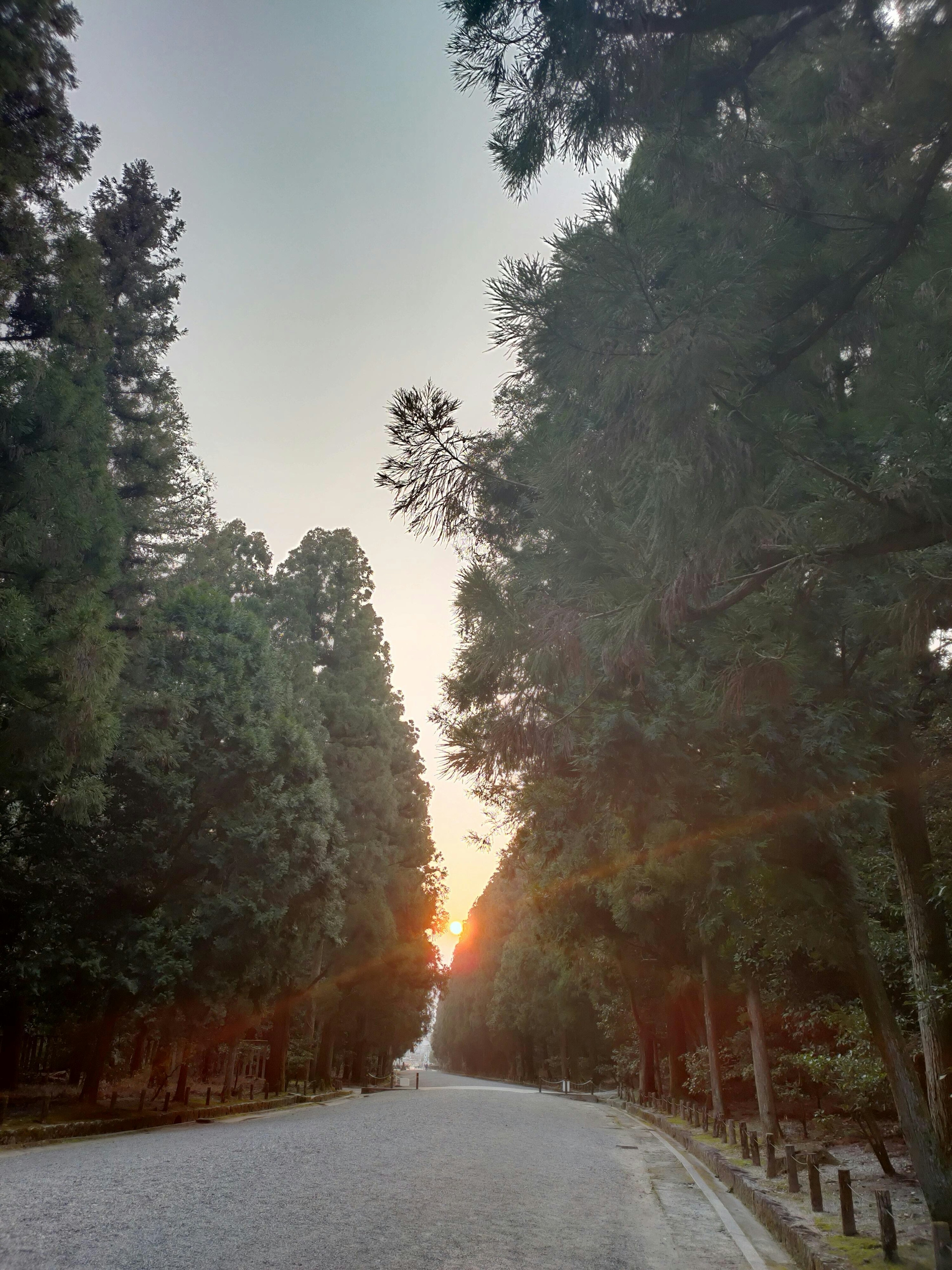 緑の木々に囲まれた道と夕日