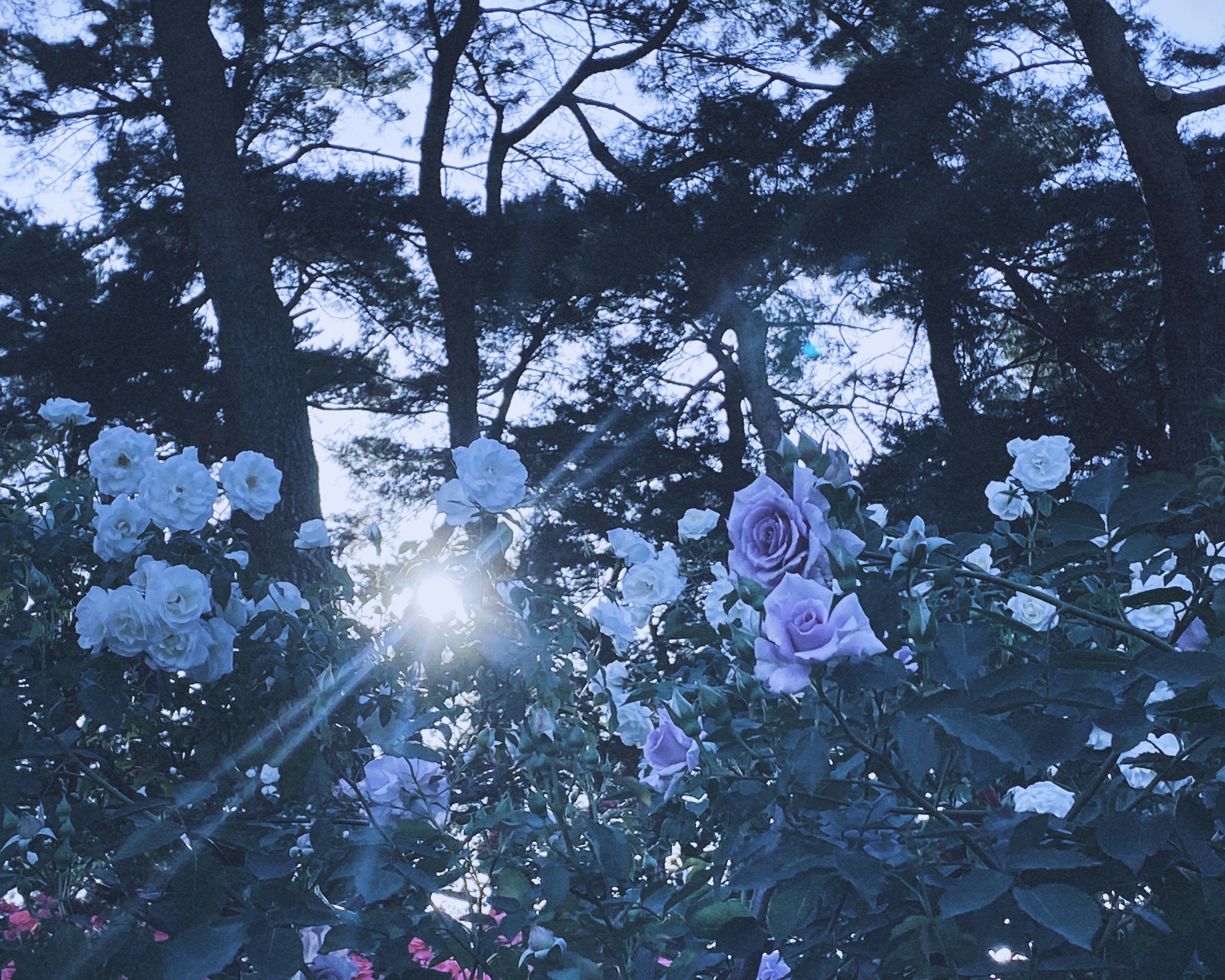 Vista bellissima di rose e fiori bianchi che fioriscono nella luce blu