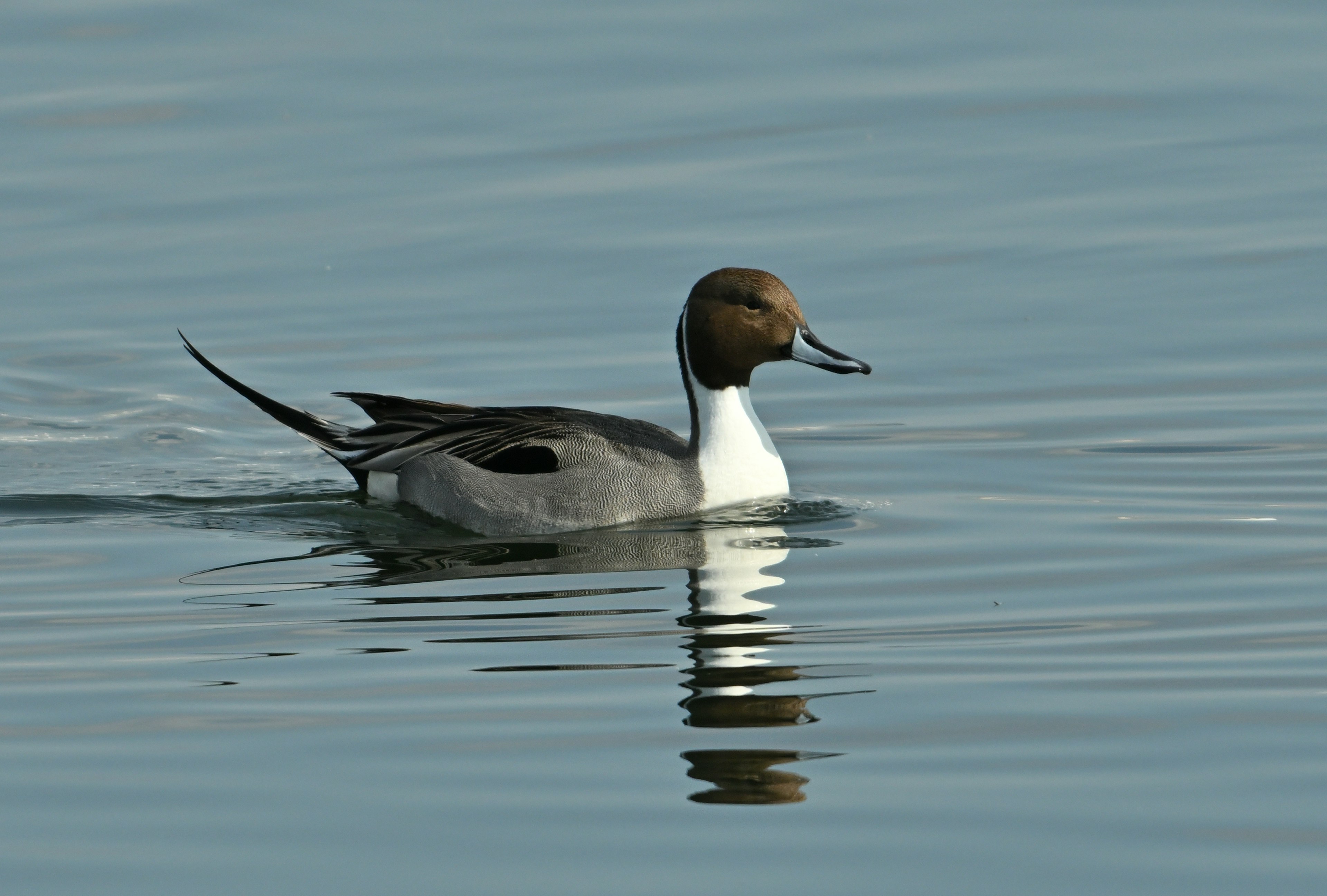 Seekor bebek jantan Northern Pintail berenang di permukaan air menunjukkan warna dan refleksi yang khas