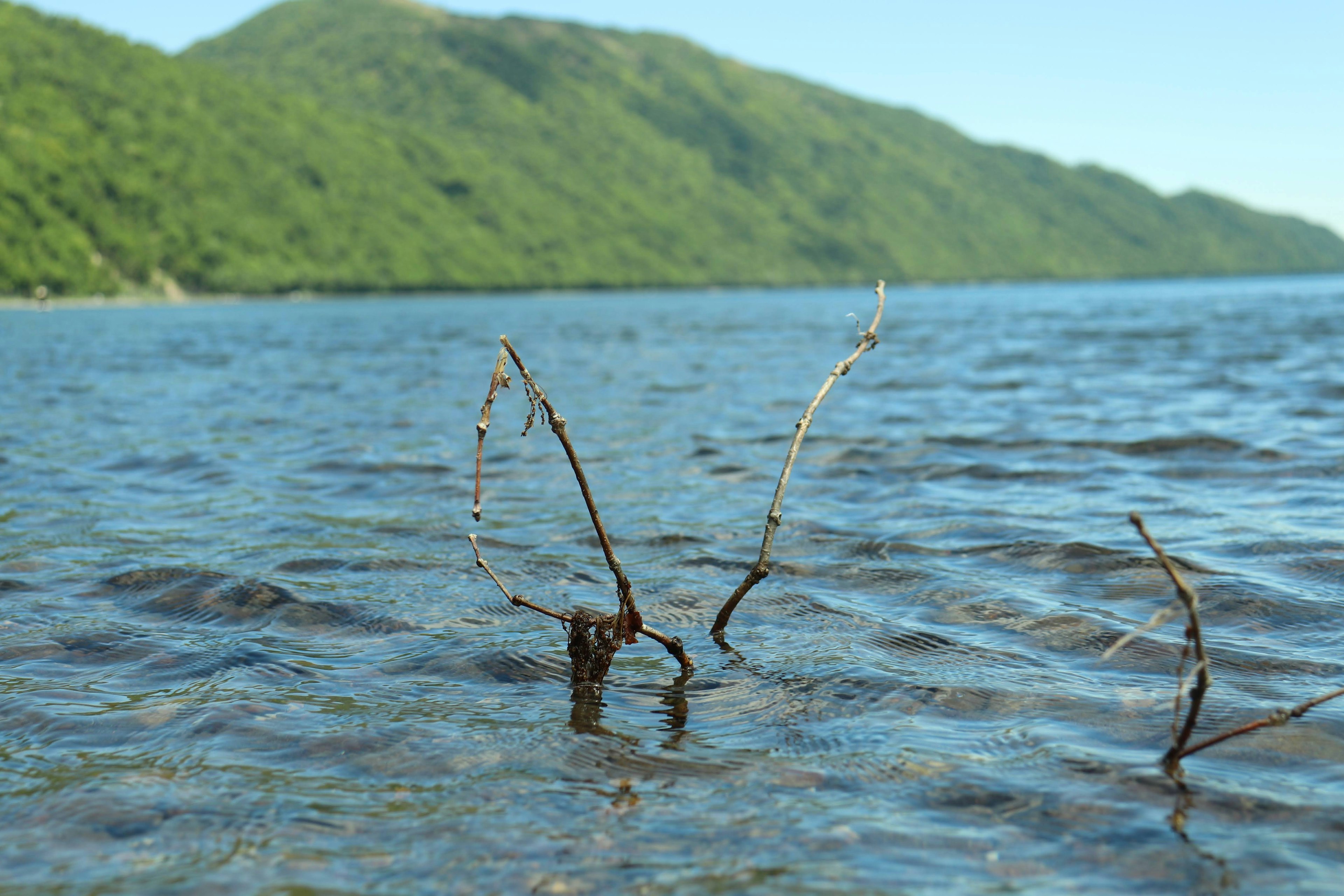 Fins branches émergeant de l'eau avec des montagnes vertes en arrière-plan