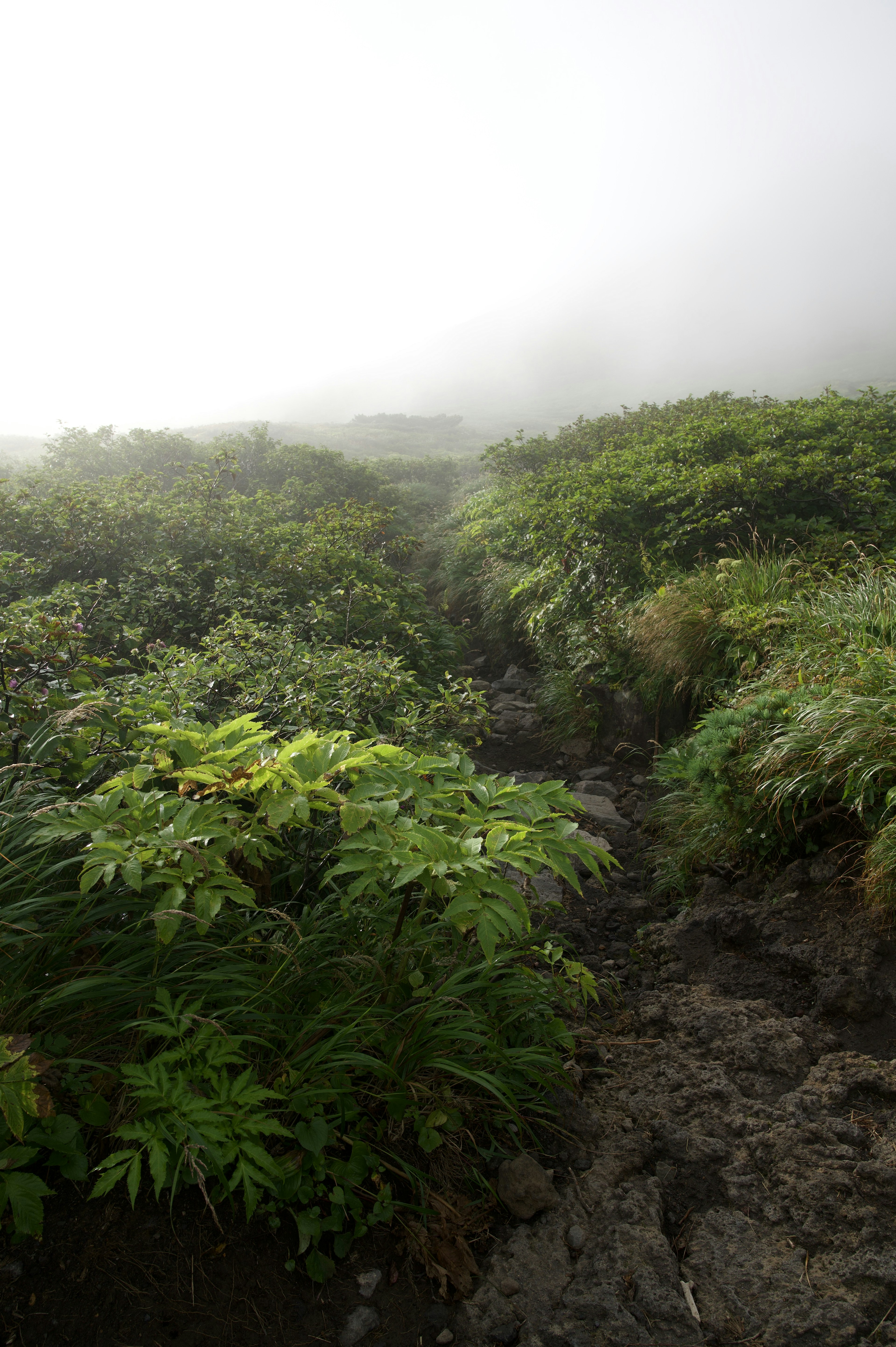 Paesaggio nebbioso con vegetazione lussureggiante e sentiero stretto