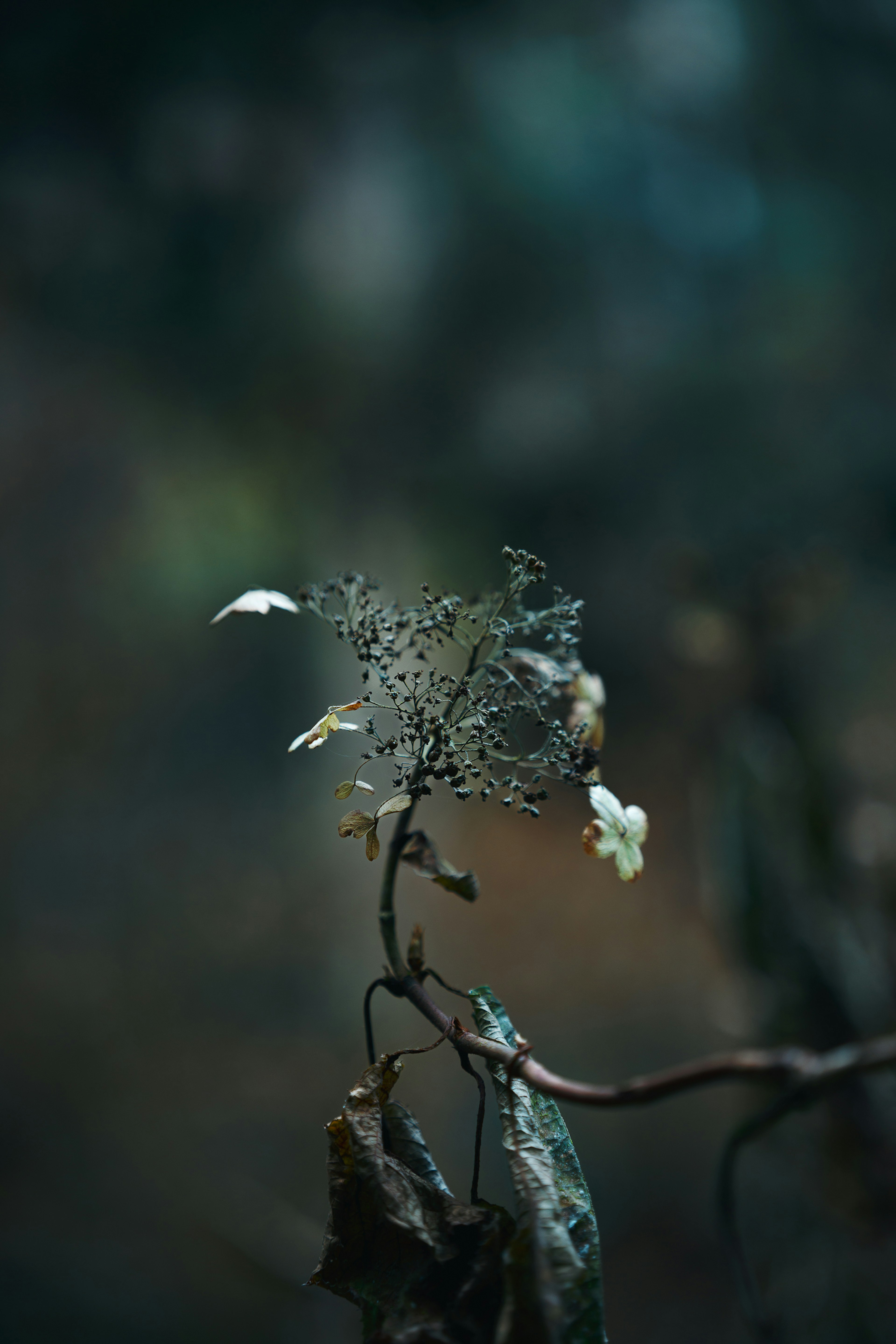 暗い背景に浮かぶ繊細な植物の一部と朽ちた葉