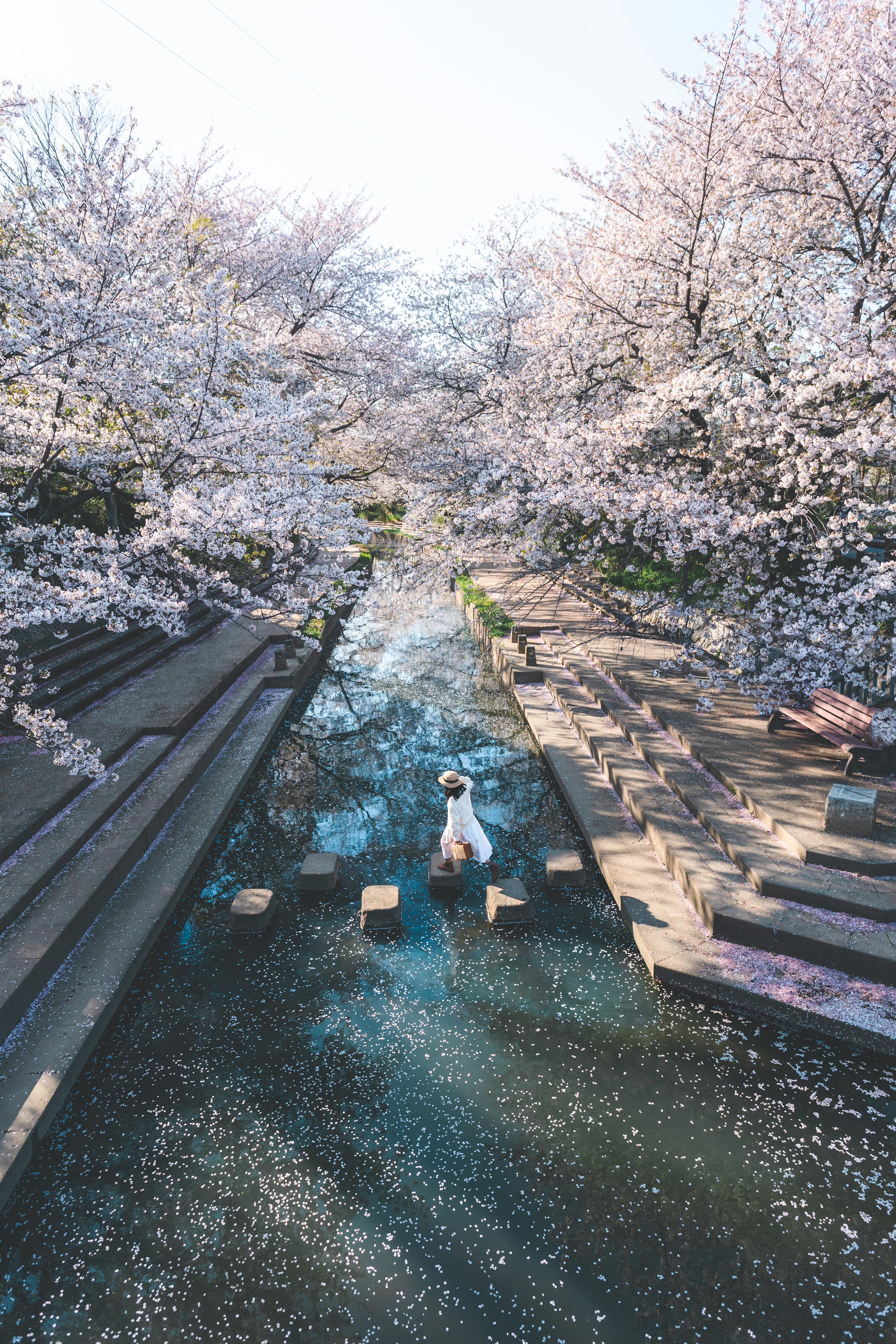 桜の木に囲まれた小川の上に立つ女性の姿