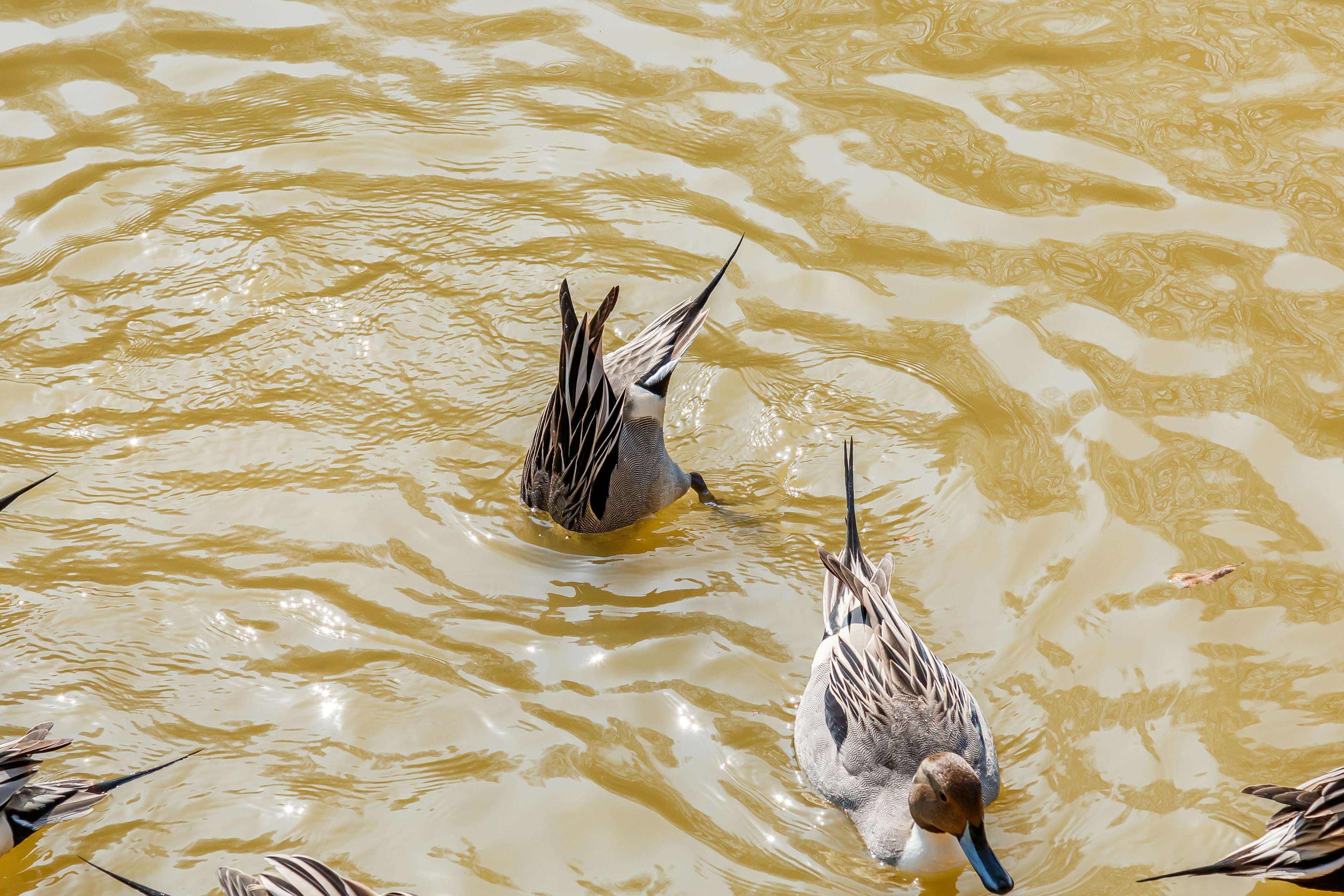 Patos buscando alimento en agua turbia