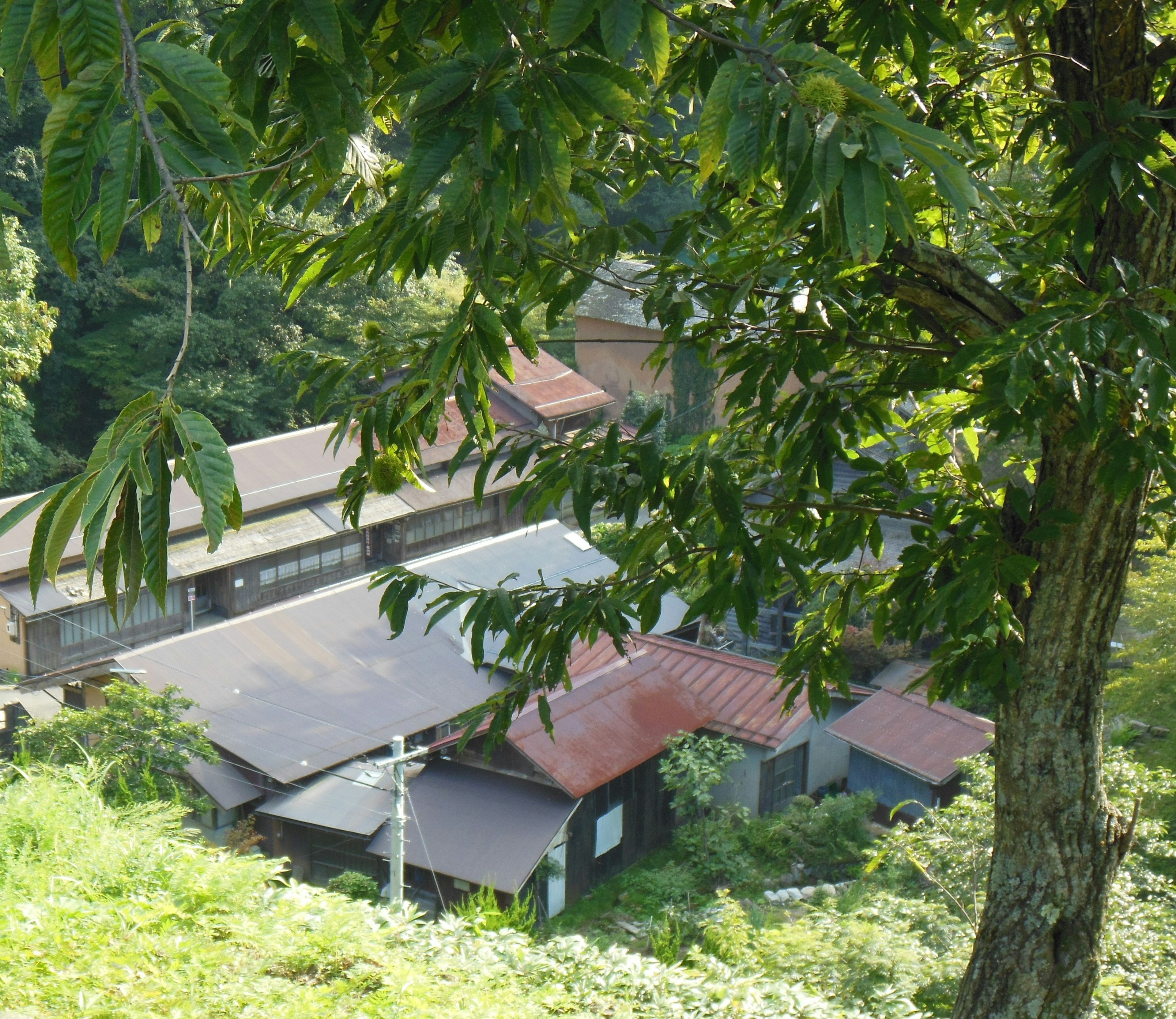 Malersicher Blick auf alte Häuser umgeben von Grün