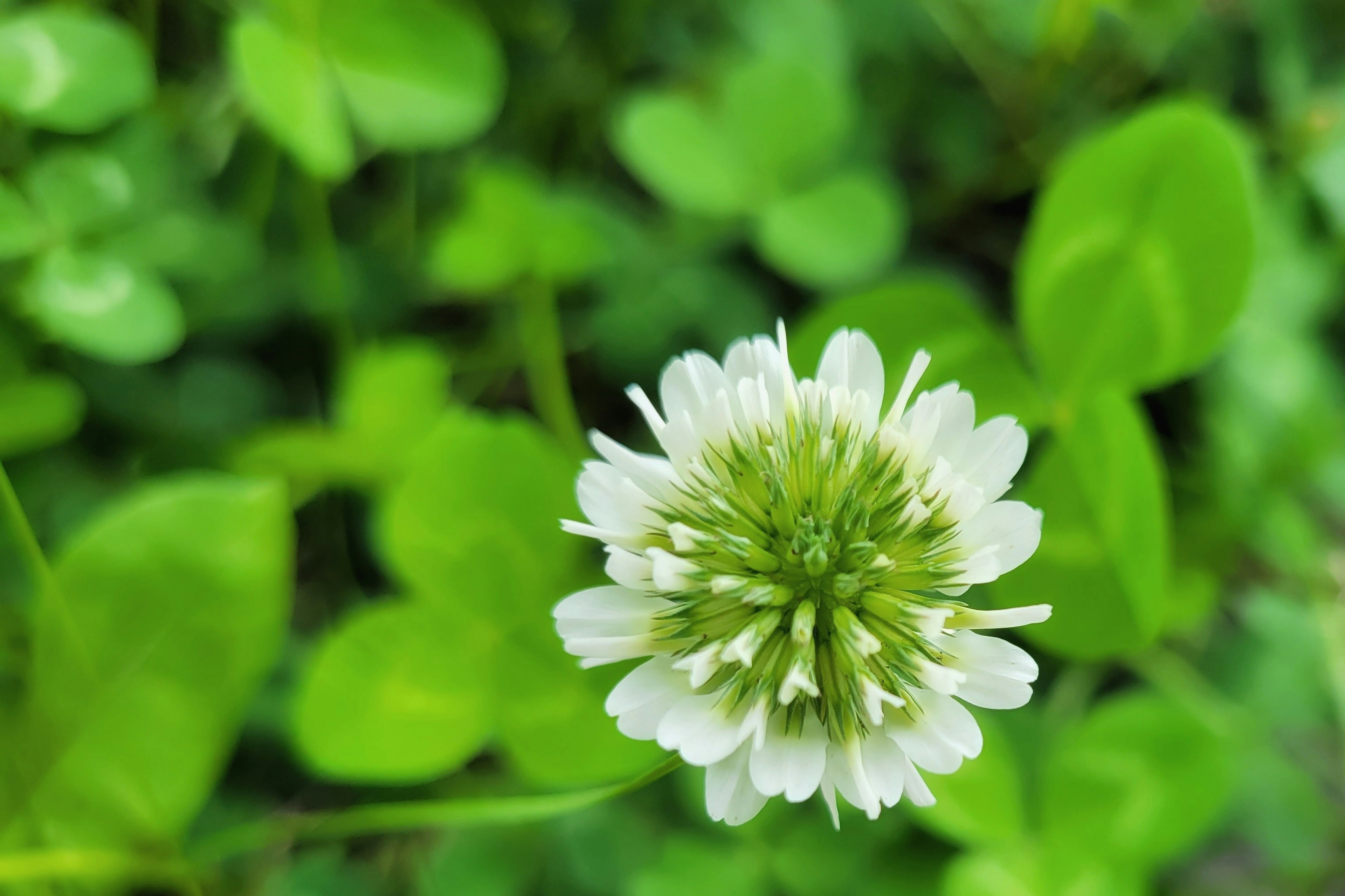 Close-up of a white clover flower surrounded by green leaves