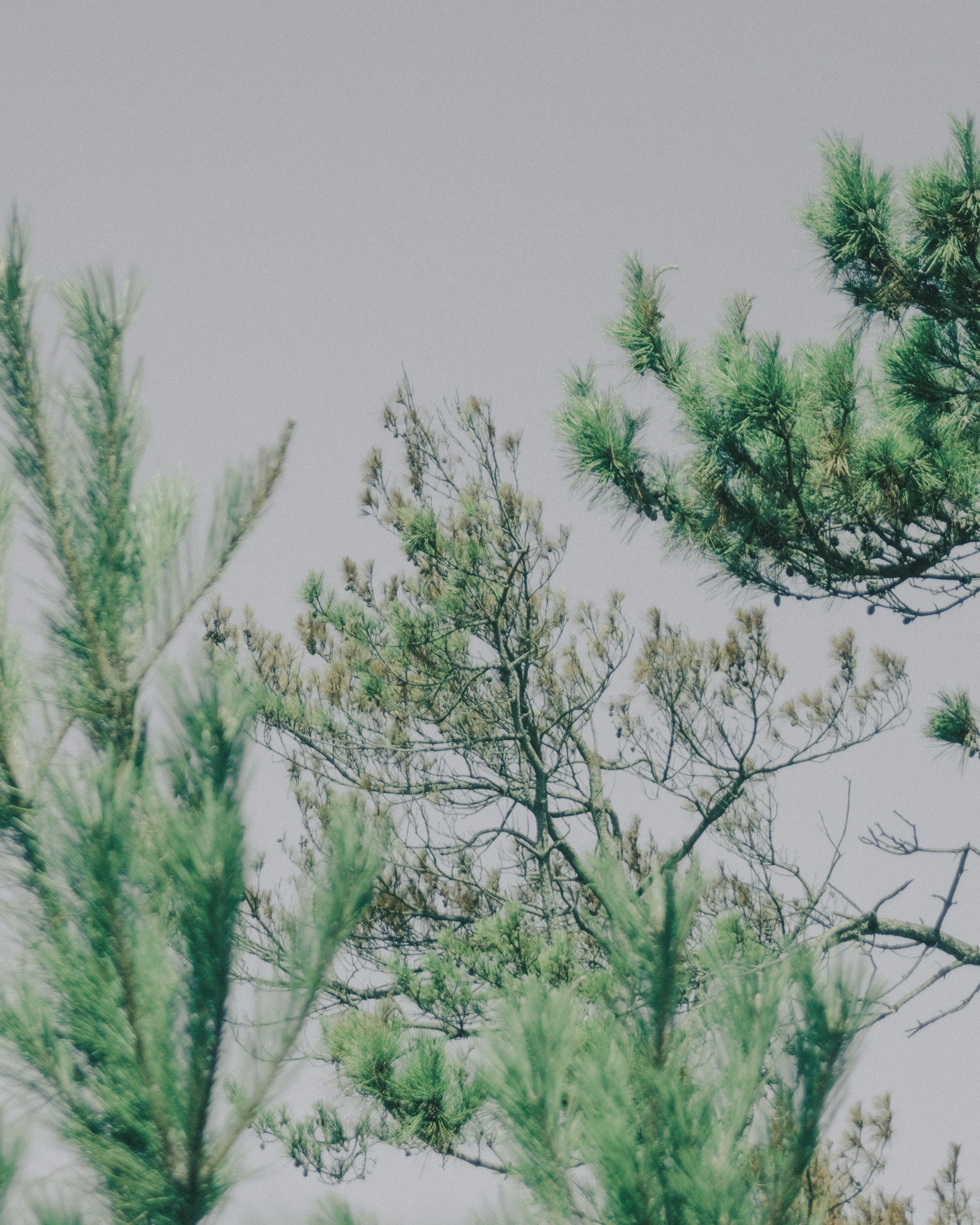 Image of green conifer branches reaching towards the sky