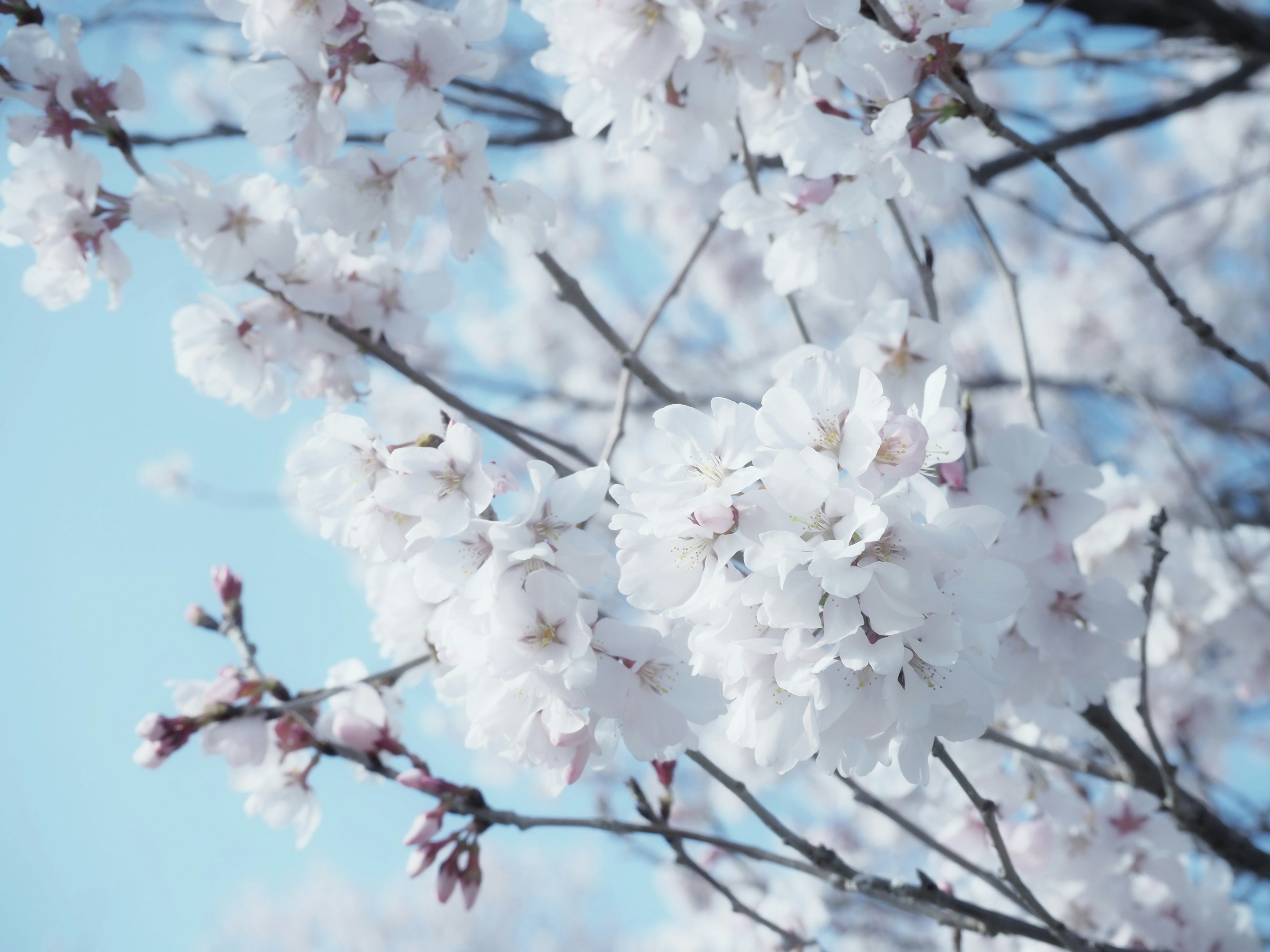 Cherry blossoms blooming against a blue sky