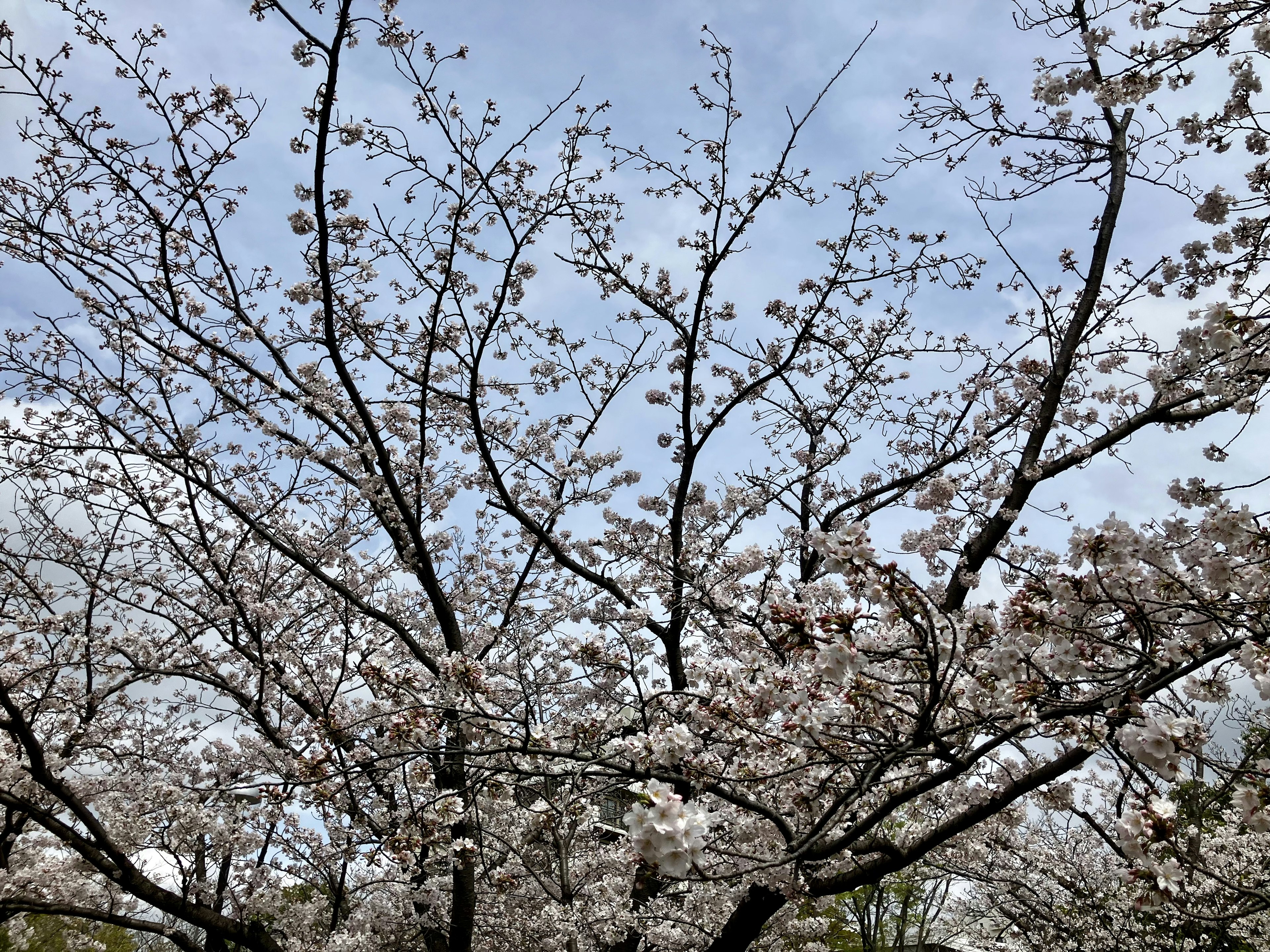 青空の下に咲く桜の木の枝と花