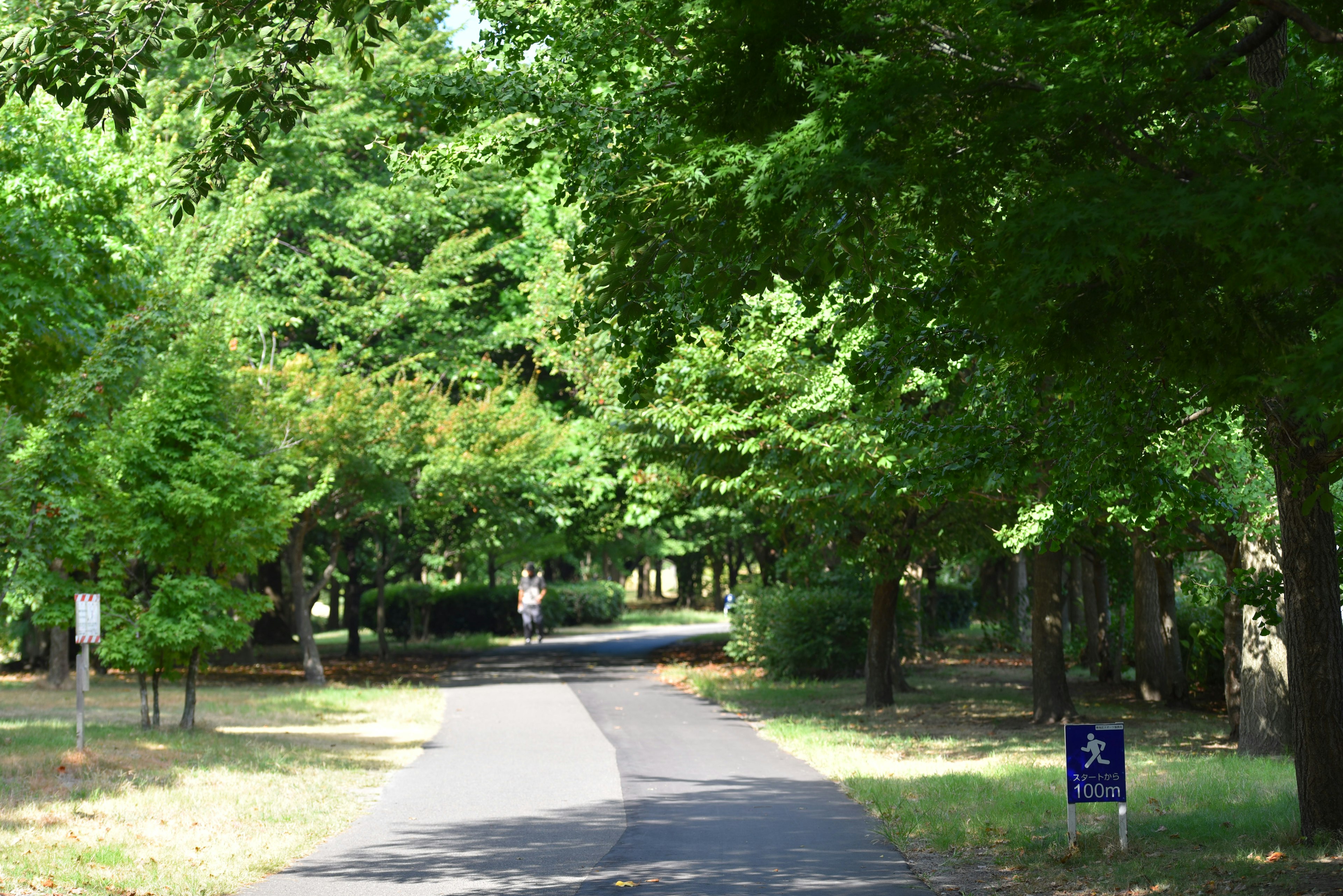 Paved path surrounded by lush green trees