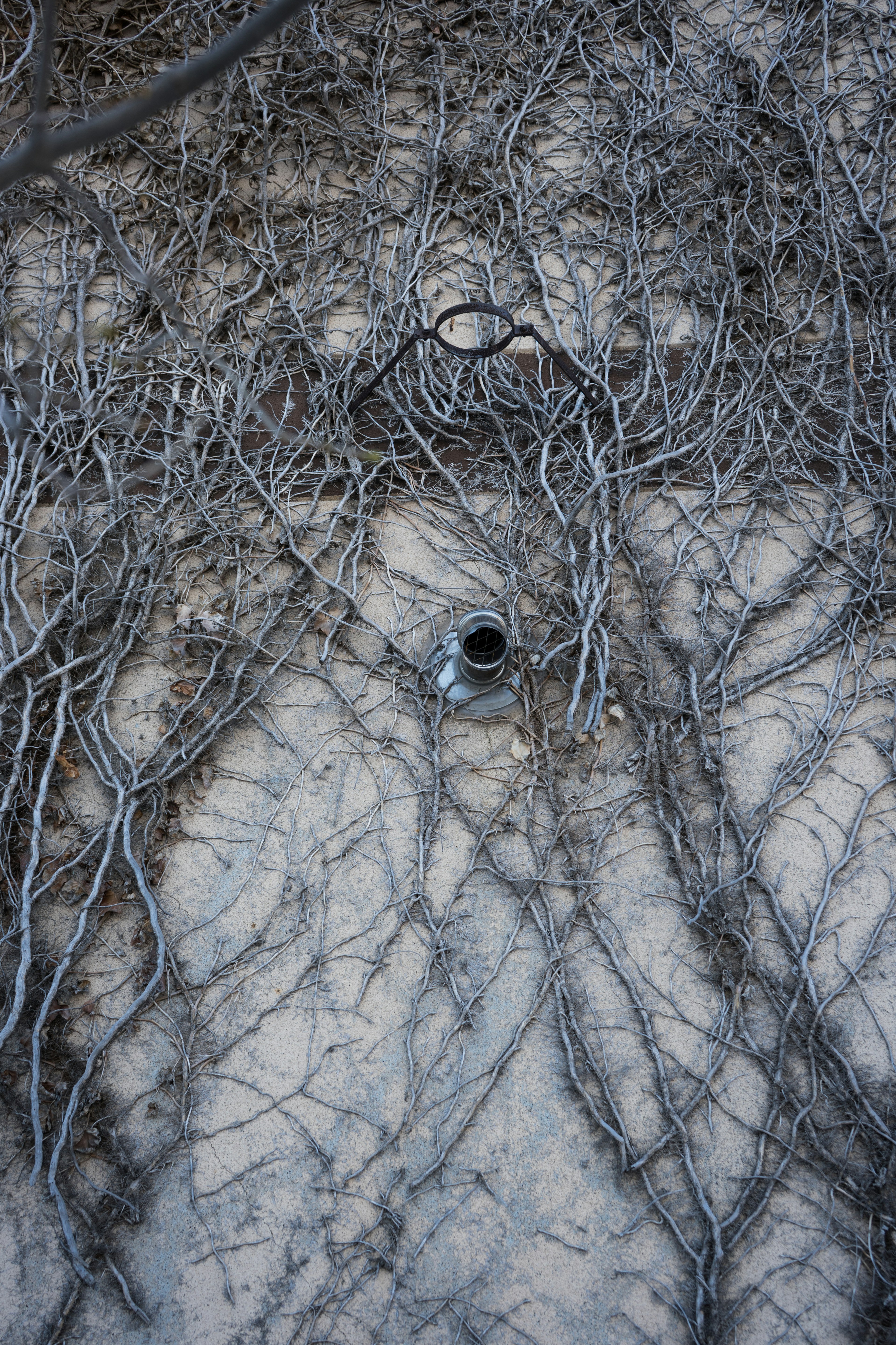 Branches grises enchevêtrées avec un trou noir au centre