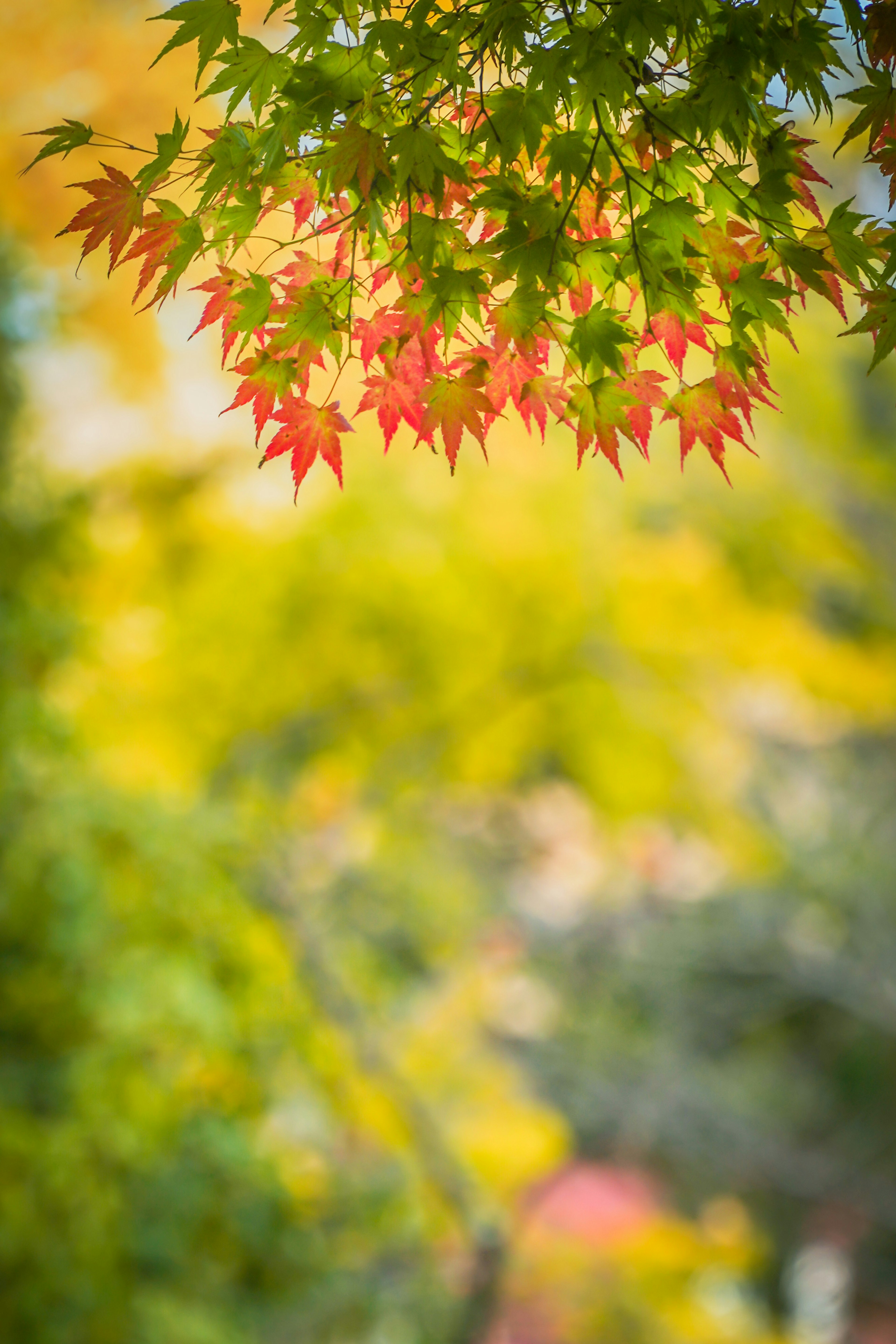 ใบไม้ฤดูใบไม้ร่วงที่มีสีสันสดใสแสดงสีสันที่สดใส