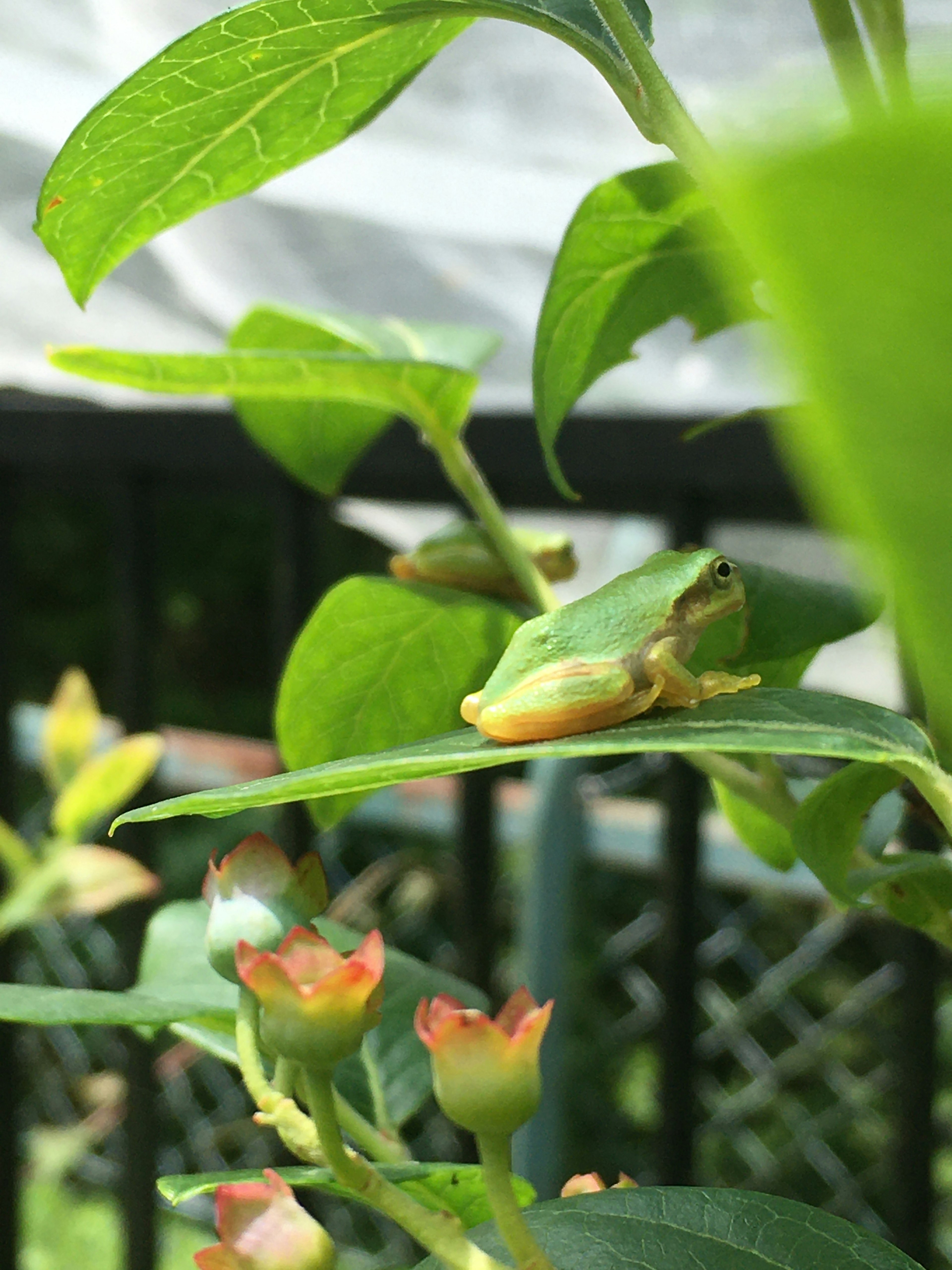 Small green frog near blue fruit on plant