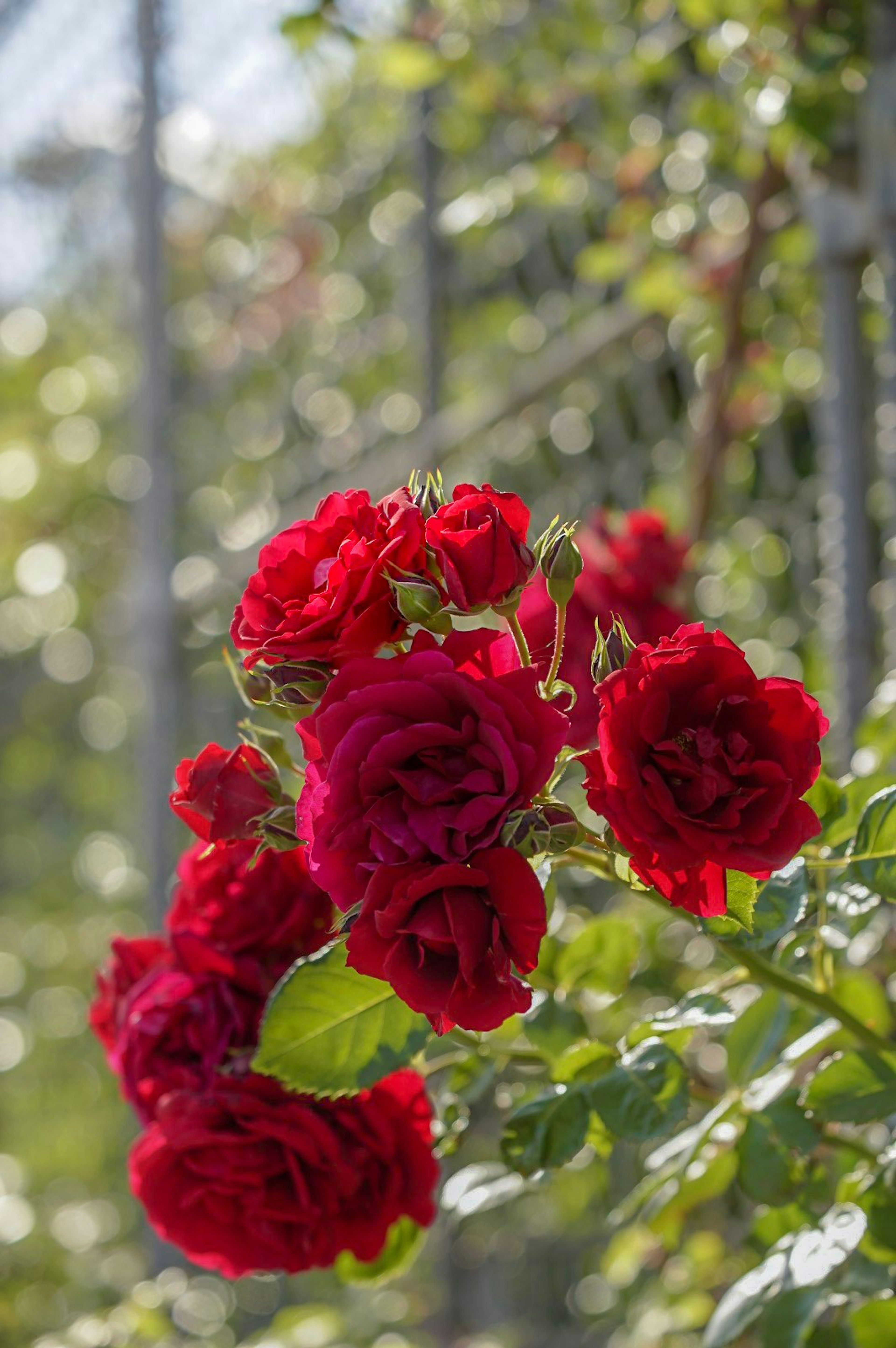 A cluster of vibrant red roses surrounded by green leaves with a blurred background